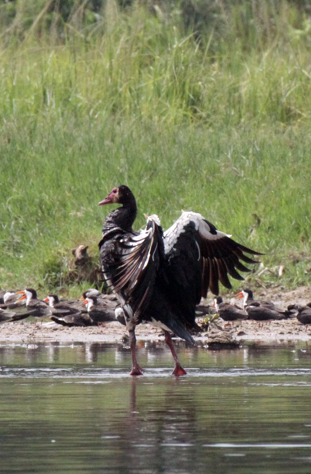 GOOSE - SPUR-WINGED GOOSE - Plectropterus gambensis - MURCHISON FALLS NATIONAL PARK UGANDA (14).JPG