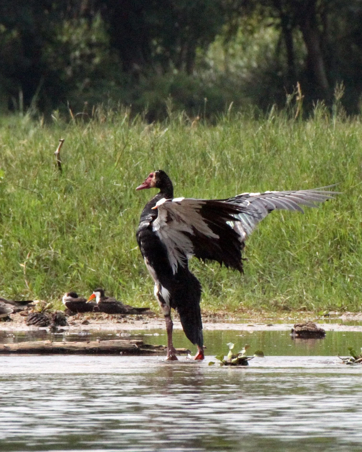 GOOSE - SPUR-WINGED GOOSE - Plectropterus gambensis - MURCHISON FALLS NATIONAL PARK UGANDA (11).JPG