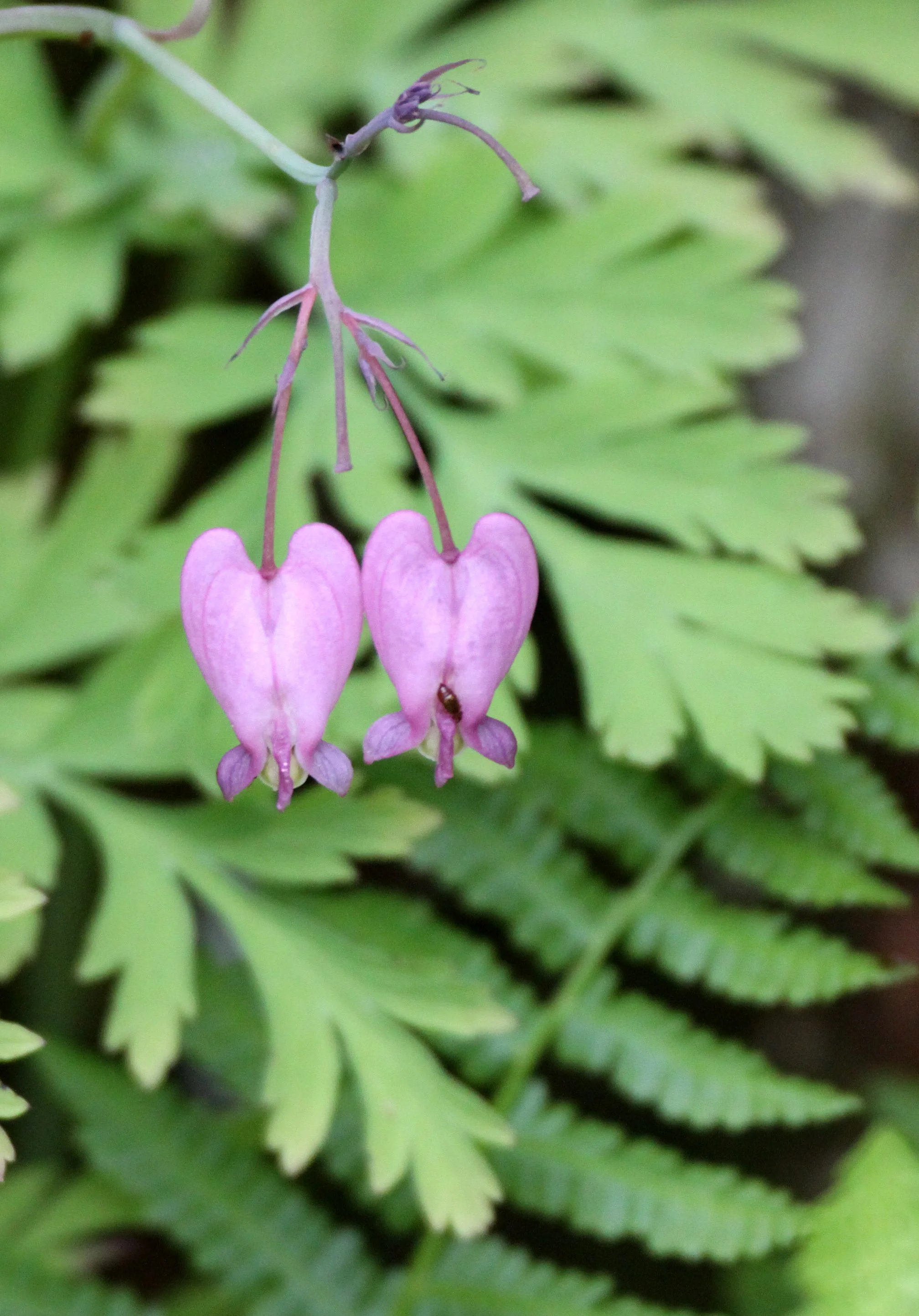 FUMARIACEAE - PACIFIC BLEEDING HEART - THOMPSON SOUND BC.JPG
