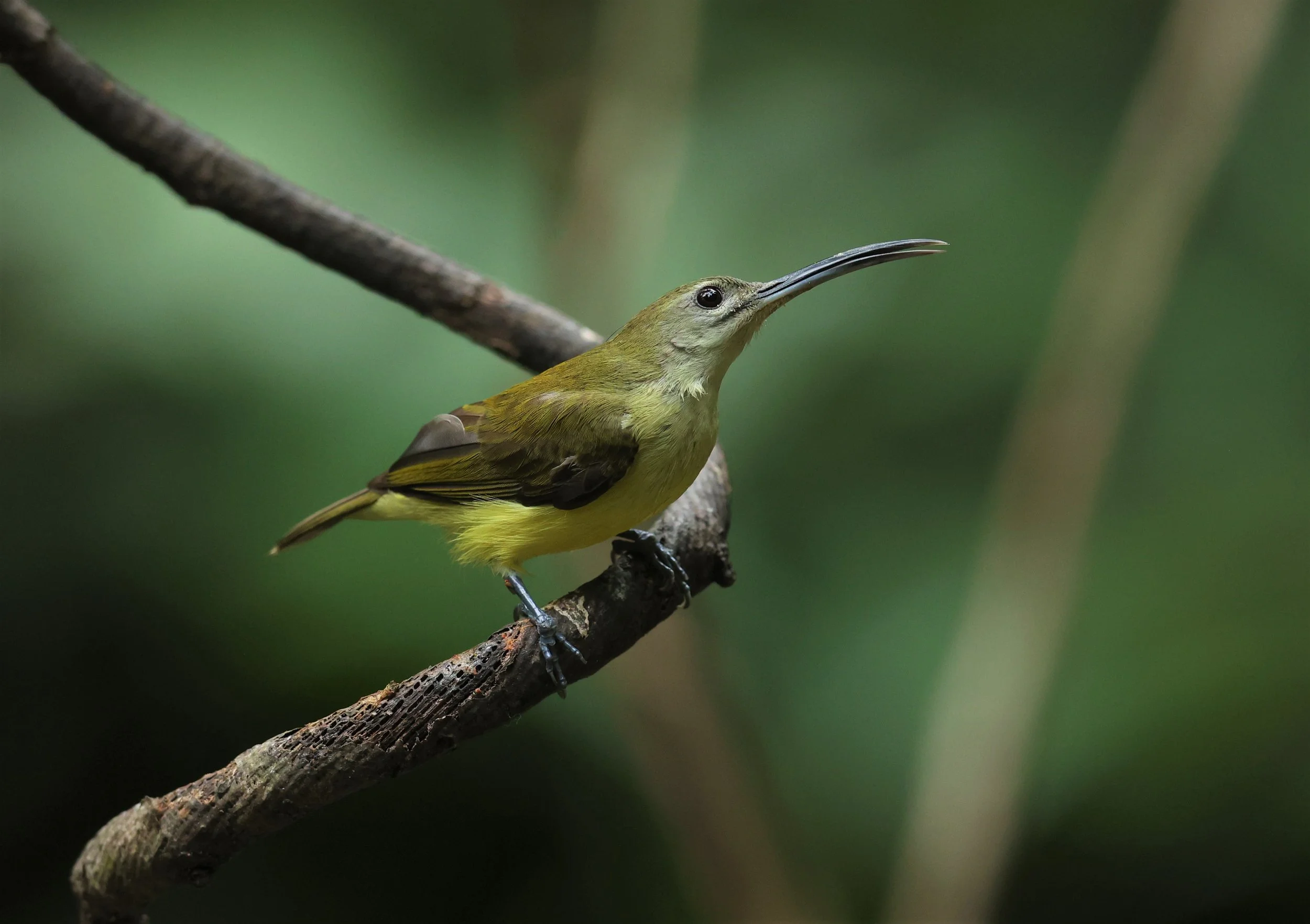 SPIDERHUNTER - LITTLE SPIDERHUNTER - Arachnothera longirostra - DOI INTHANON NP CHIANG MAI, DEC 2021 (17).JPG