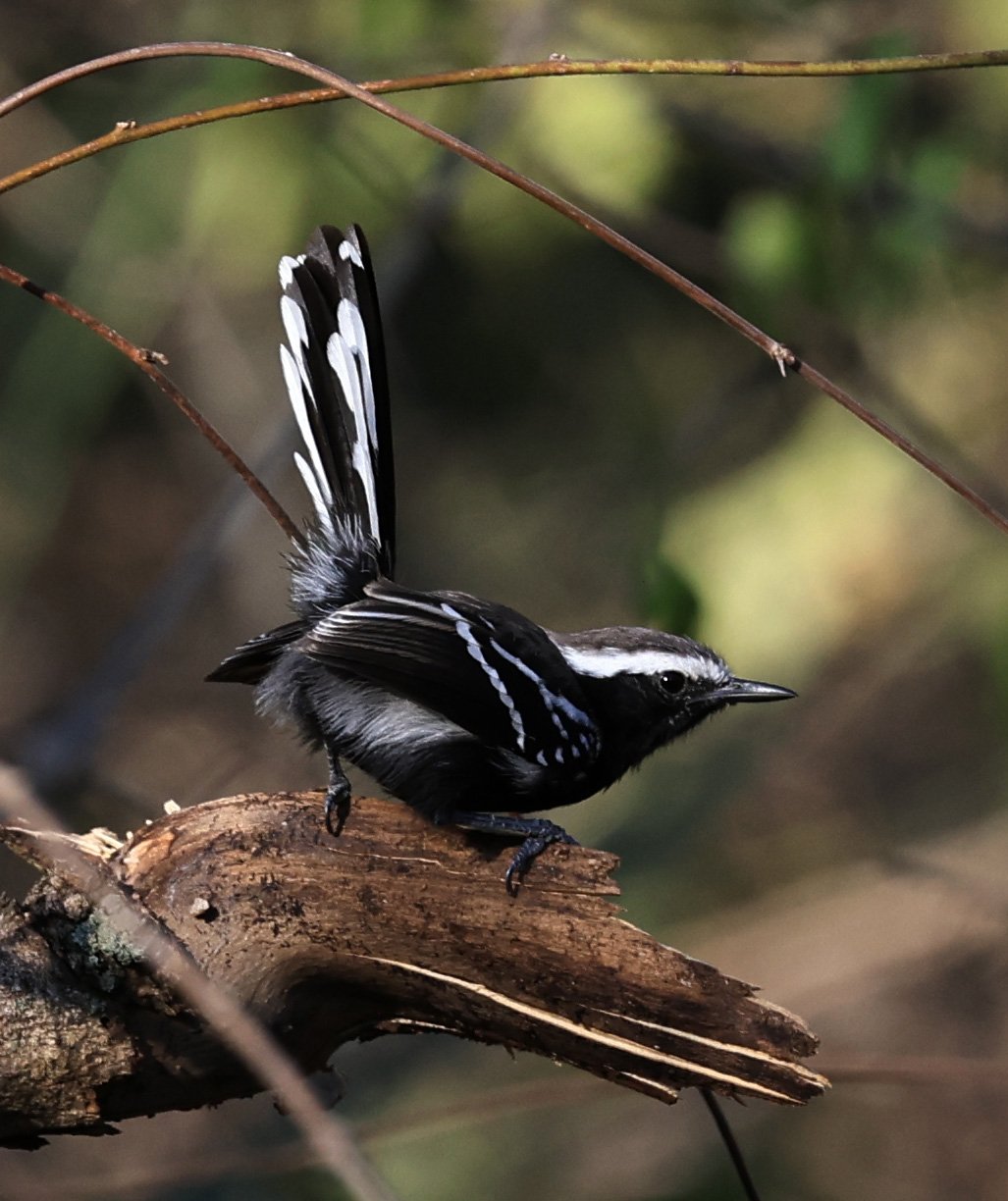 Black-bellied Antwren (Formicivora melanogaster) Agua Dulce Paraguay (9).jpg