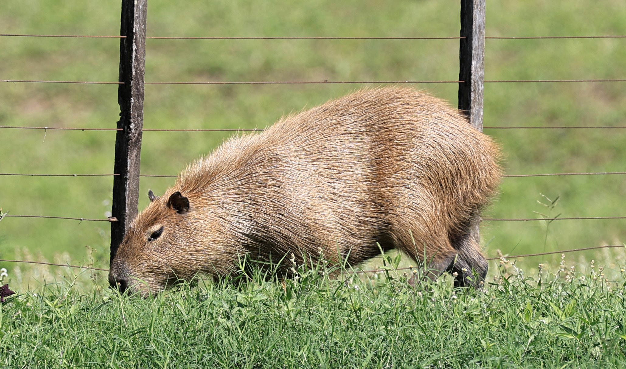Capybara (Hydrochoerus hydrochaeris) Loma Plata Paraguay - Brunnen Strasse (20).jpg