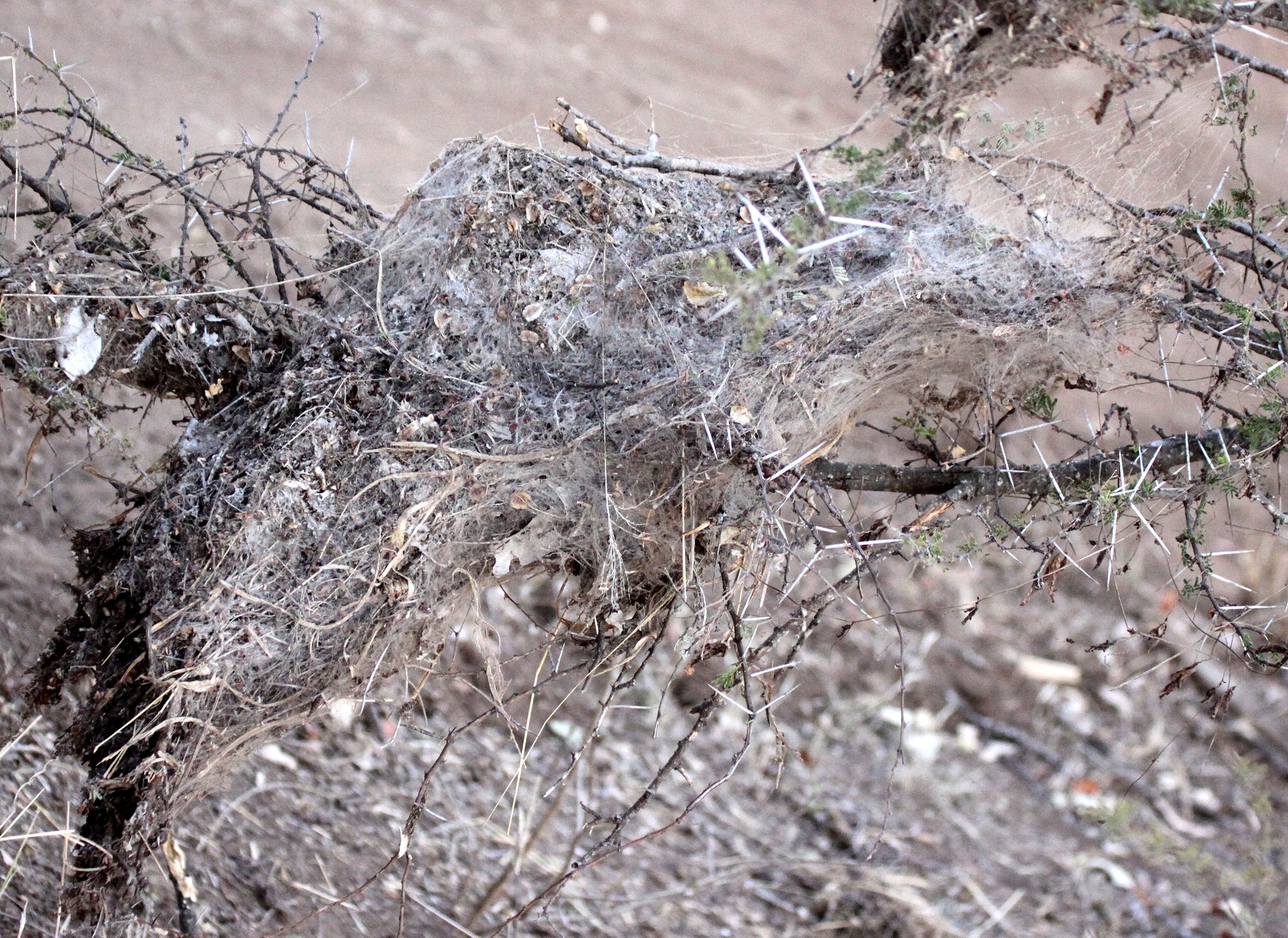 Lepidoptera - Social Caterpillars - Kruger NP, South Africa.JPG