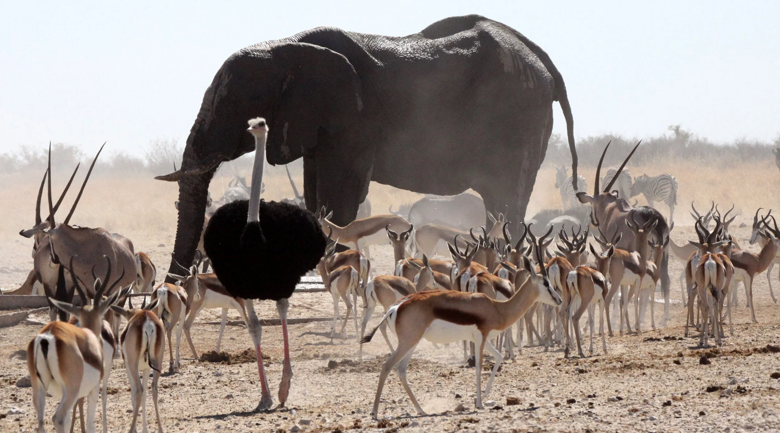 ELEPHANT - AFRICAN ELEPHANT - ETOSHA NATIONAL PARK NAMIBIA (53).JPG