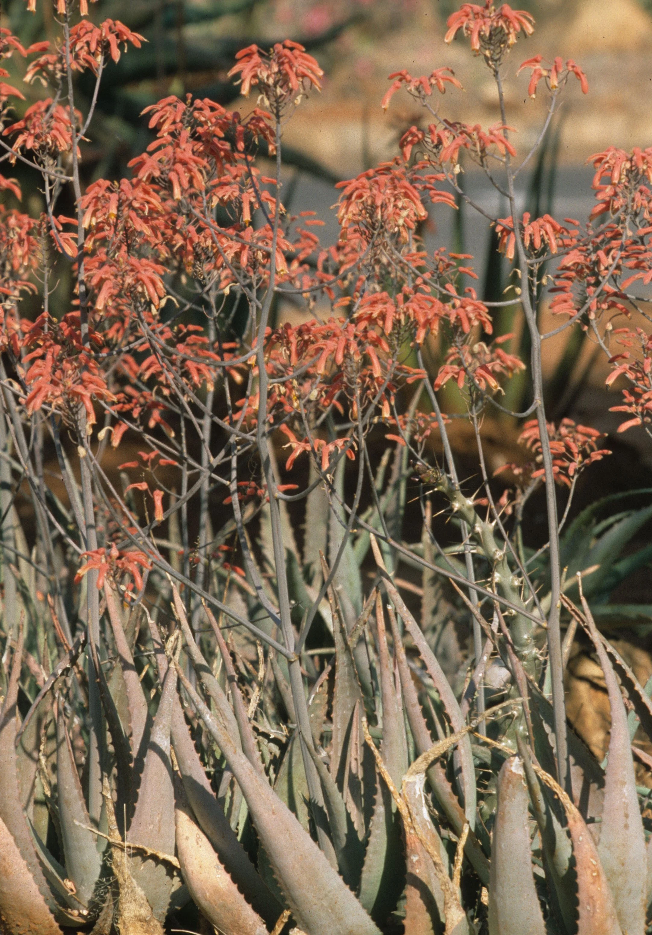RSA - SUCCULENT.jpg