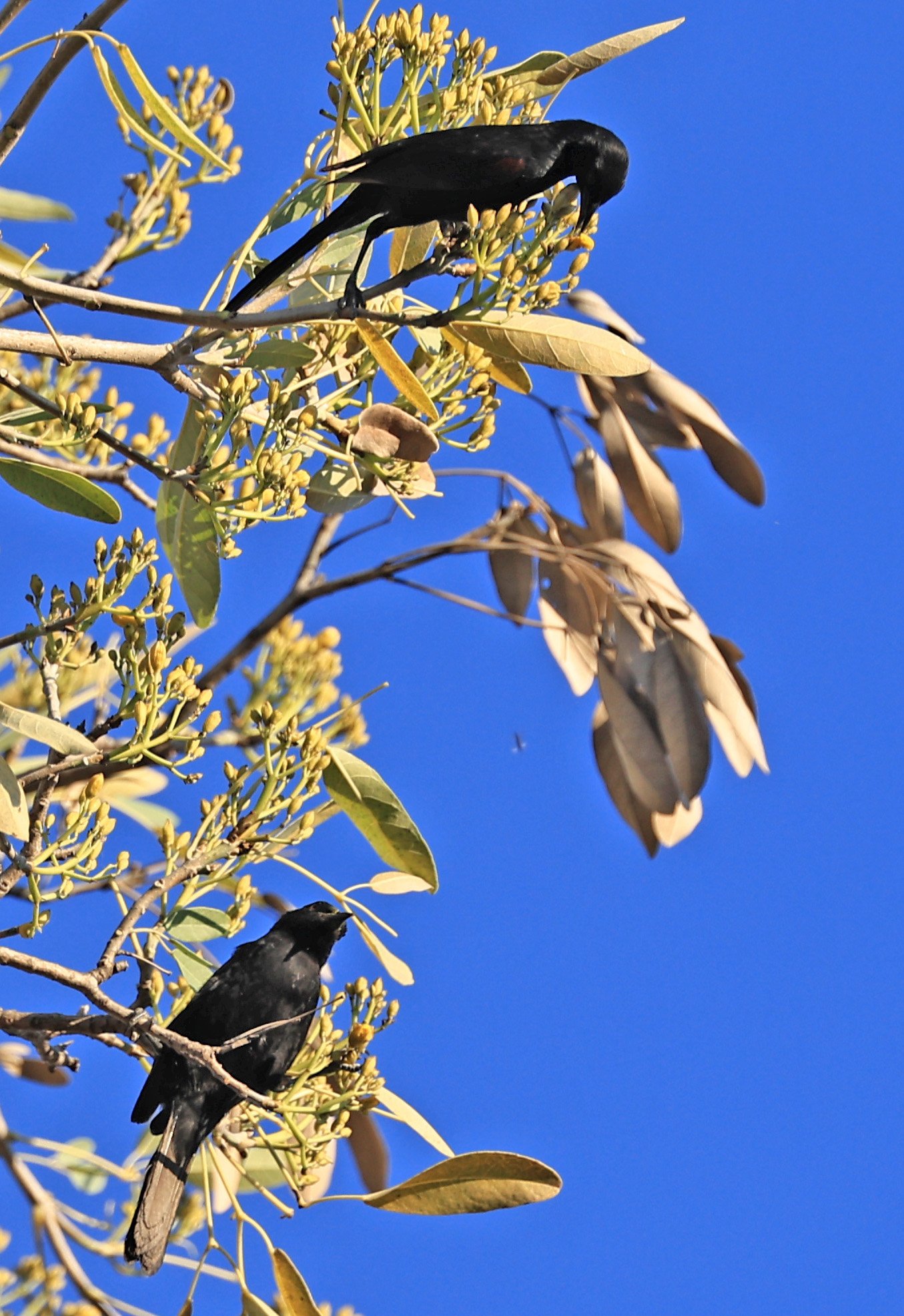 Variable Oriole (Icterus pyrrhopterus) Estancia Campo'í Paraguay