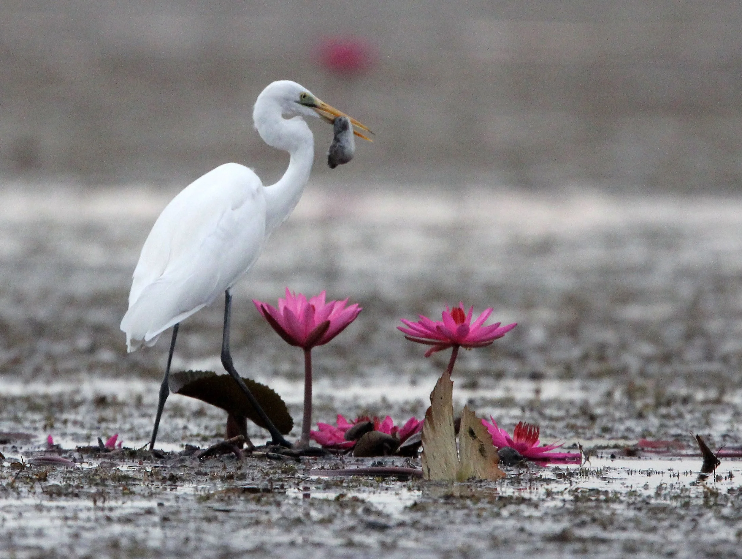 EGRET - EASTERN GREAT EGRET - Ardea (alba) modesta - RED LOTUS SEA  UDON THANI THAILAND (128).JPG