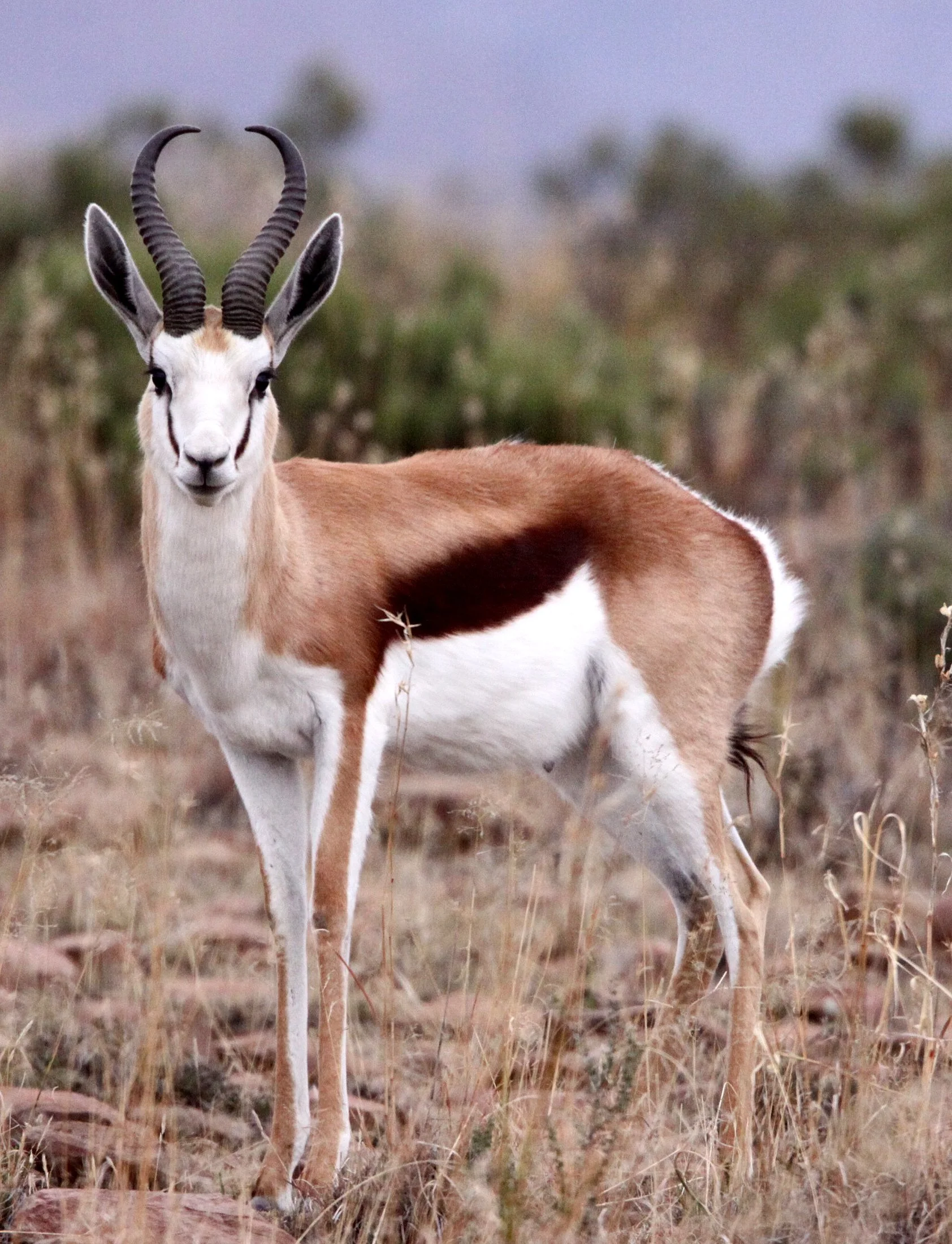 SPRINGBOK - SOUTH AFRICAN SPRINGBOK - Antidorcus marsupialis - MOUNTAIN ZEBRA  NATIONAL PARK SOUTH AFRICA (4).JPG