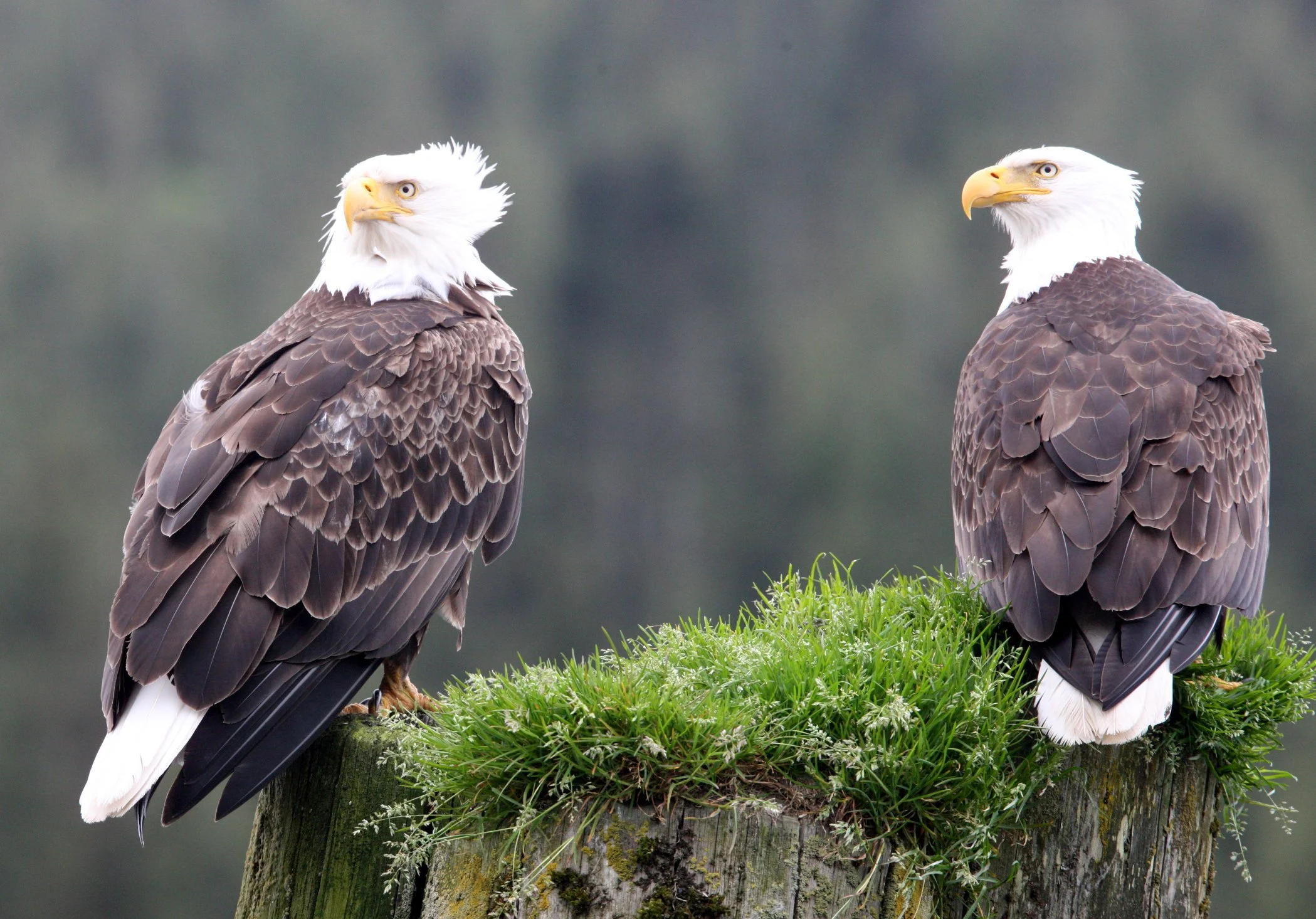 Haliaeetus leucocephalus - AMERICAN BALD EAGLE - KNIGHT INLET BRITISH COLUMBIA (104).JPG