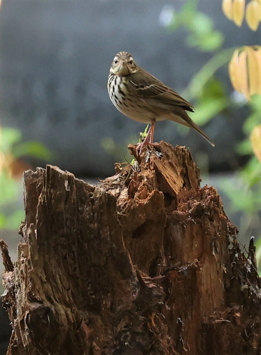 Olive-backed Pipit (Anthus hodgsoni) DOI ANG KHANG CHIANG MAI (4).jpg