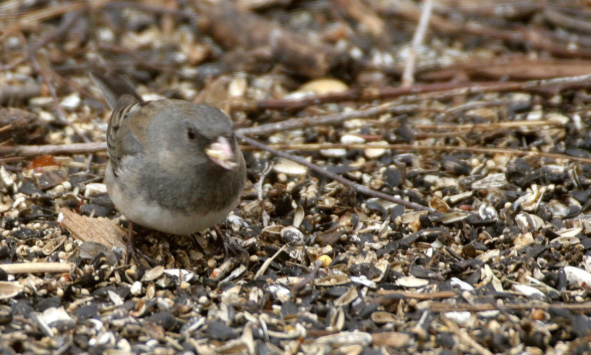 Dark-eyed Junco (Junco hyemalis) Sycamore Illinois (8).JPG