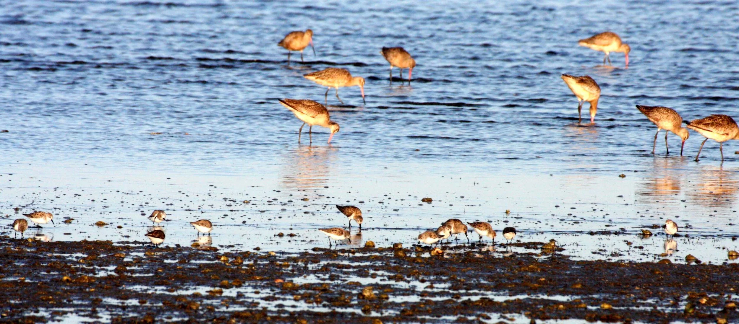BIRD - GODWIT - MARBLED GODWIT WITH SANDPIPERS AND WILLETS.JPG