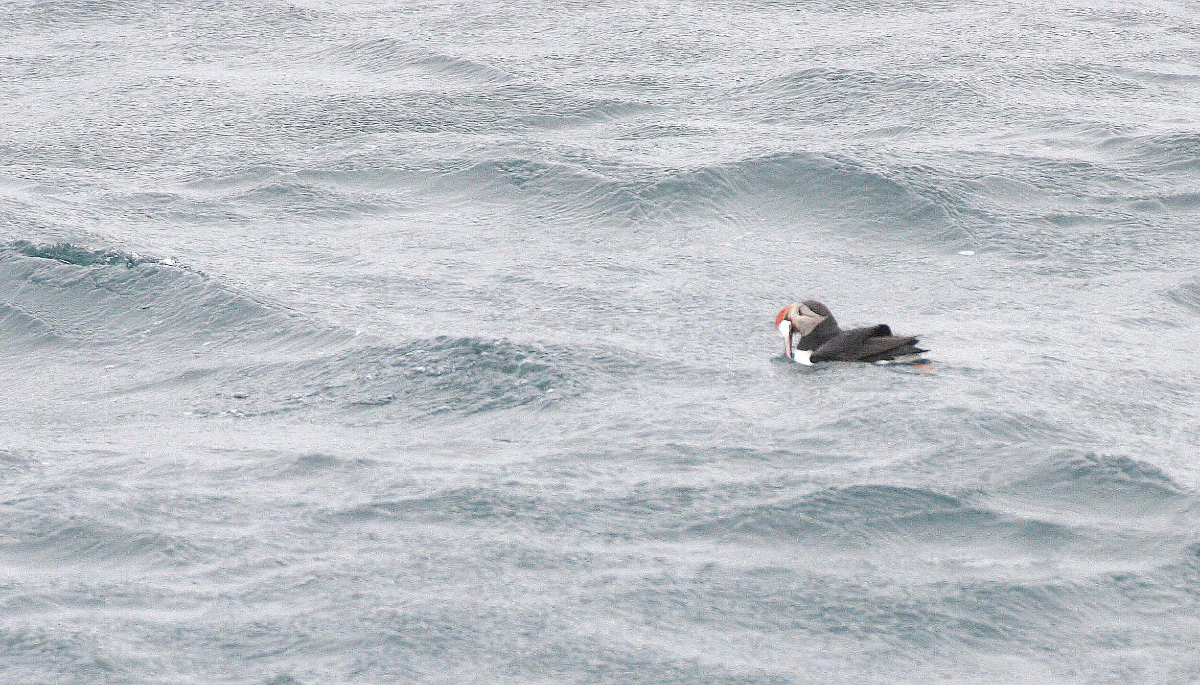 Fratercula arctica - ATLANTIC PUFFIN - SVALBARD (7).jpg