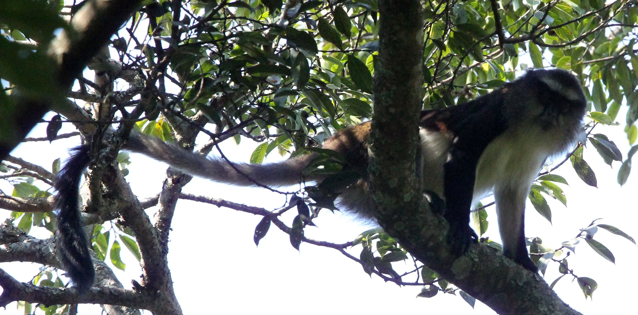 CERCOPITHECIDAE - Cercopithecus denti - DENT'S MONKEY - NYUNGWE NATIONAL PARK RWANDA (278).JPG