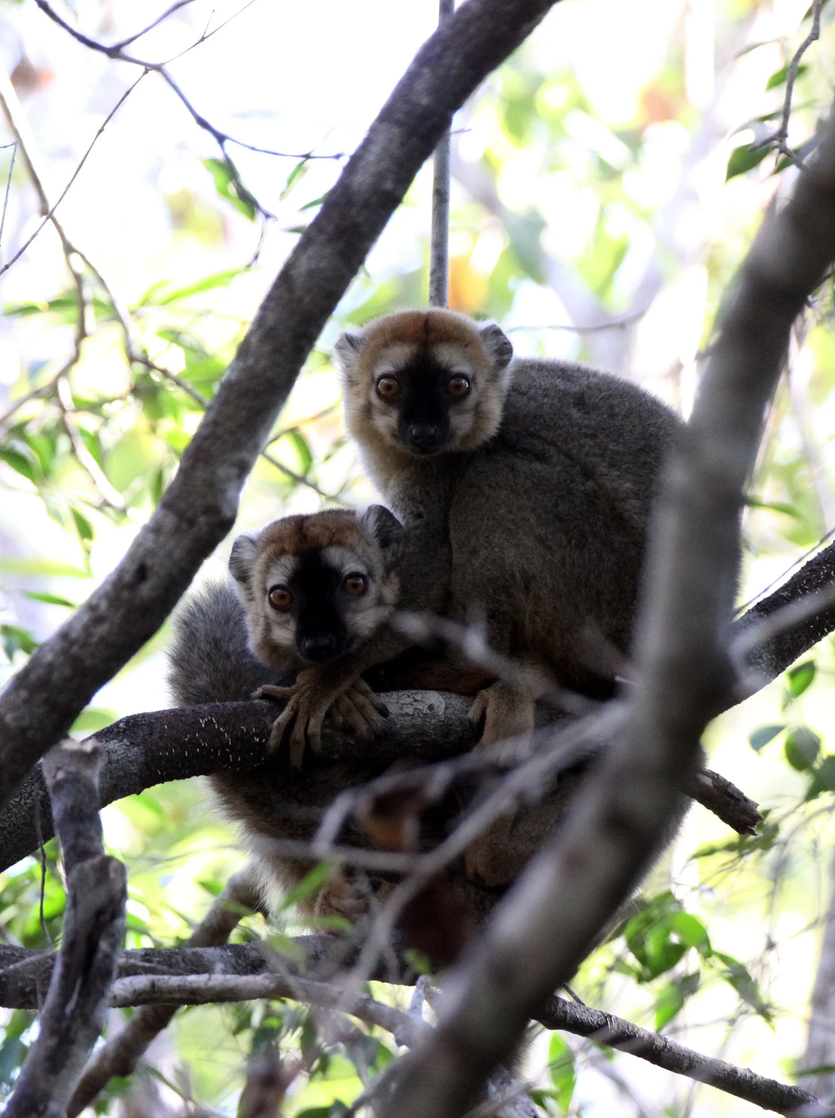 LEMURIDAE - Eulemur rufus -  RUFOUS BROWN LEMUR - KIRINDY NATIONAL PARK MADAGASCAR (31).JPG
