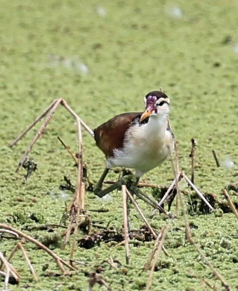 Wattled Jacana (Jacana jacana) Agua Dulce Paraguay (9).jpg