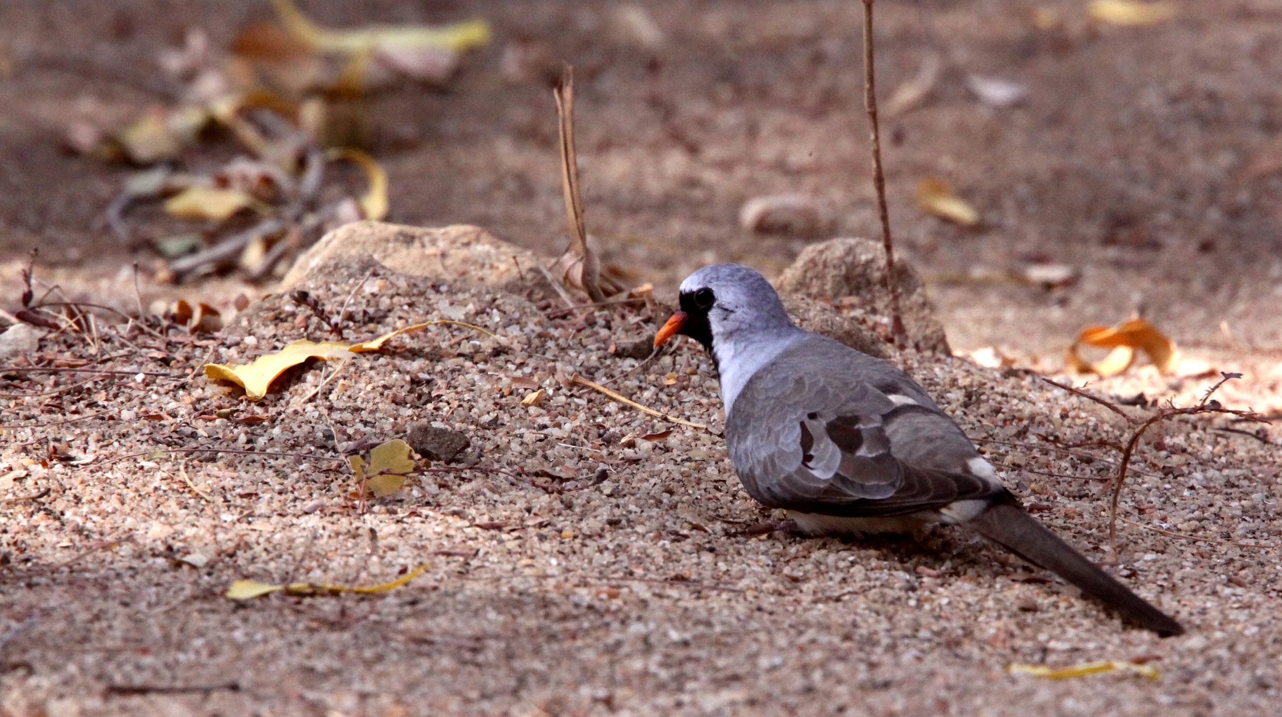 Namaqua Dove (Oena capensis) Kirindy NP Madagascar (2).JPG