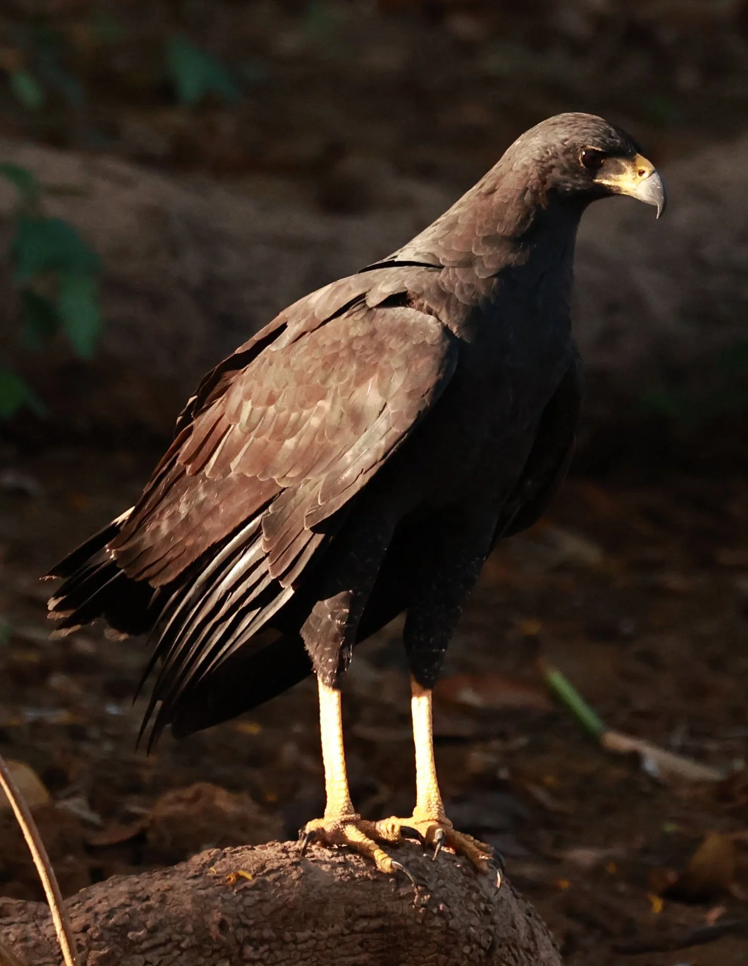 Hawk - Great Black Hawk - Buteogallus urubitinga - Pantanal, Encontro das Águas State Park, Porto Jofre, Cuiaba River, Brazil (37).jpg