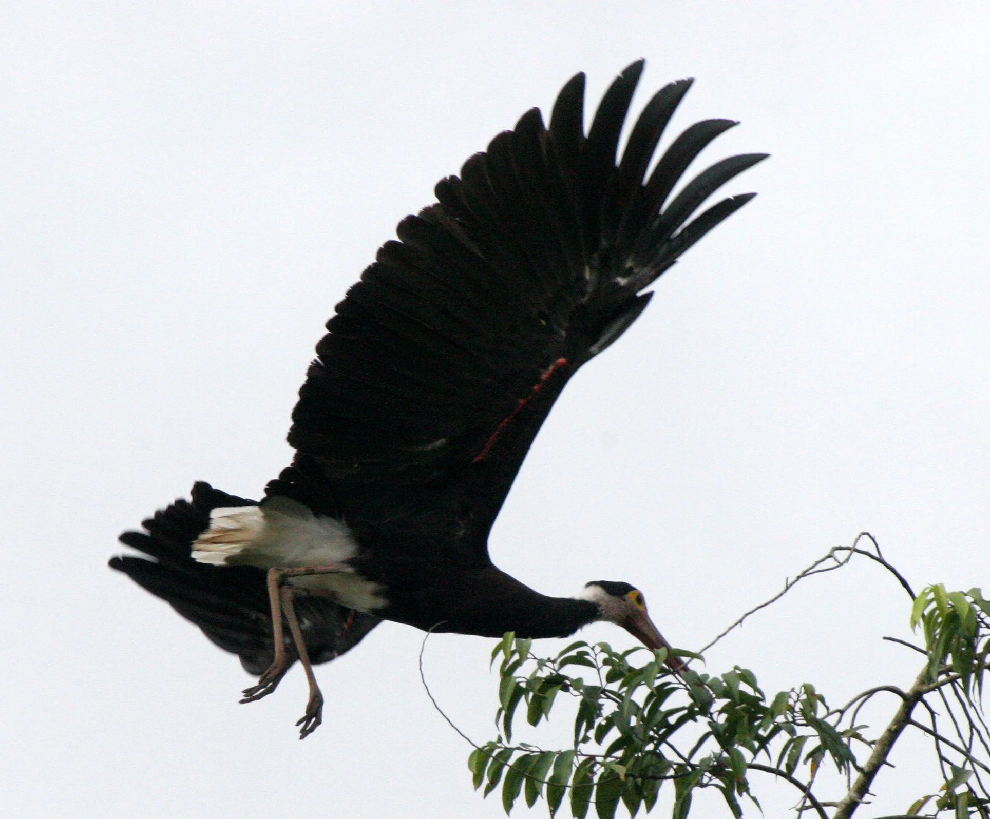 STORK - STORM'S STORK - Ciconia stormi - KINABATANGAN RIVER BORNEO (7).JPG