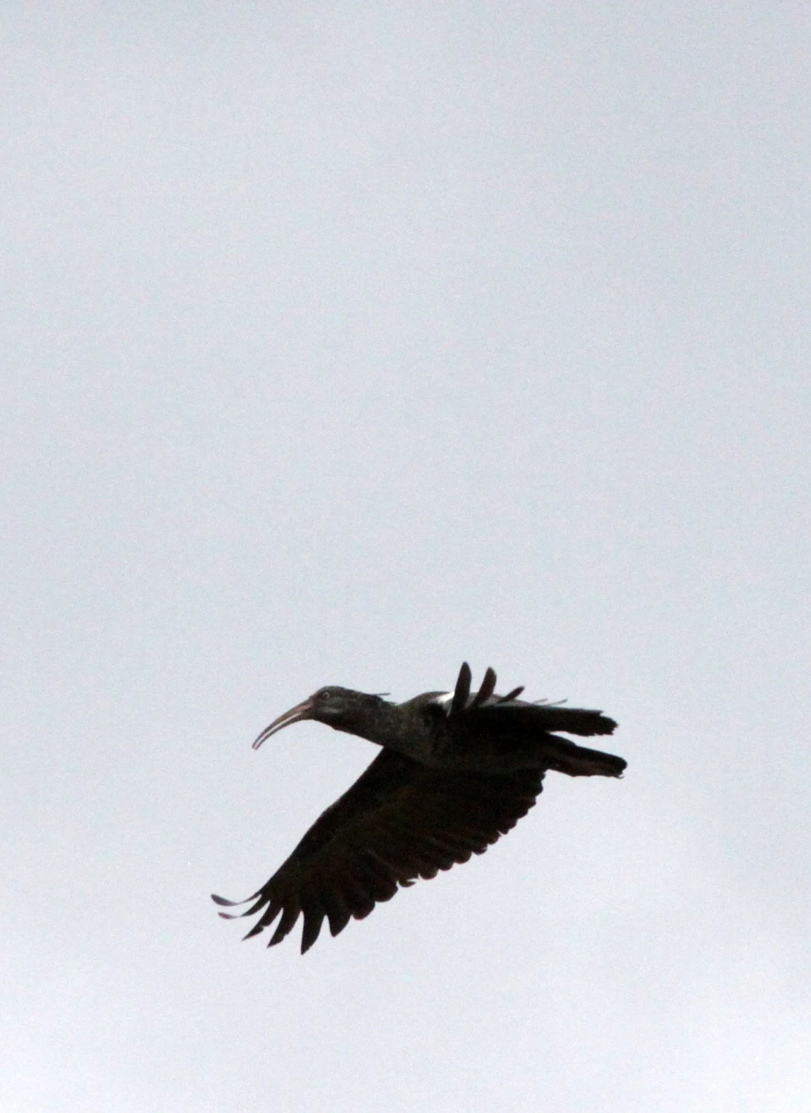 IBIS - WATTLED IBIS - Bostrychia carunculata - LANGANO LAKE ETHIOPIA (3).JPG