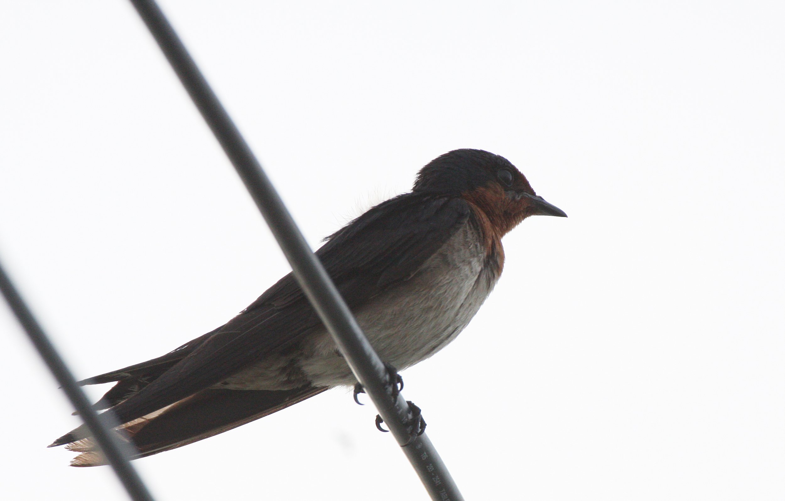 Pacific Swallow (Hirundo tahitica) Pak Nakhon Thailand (1).JPG
