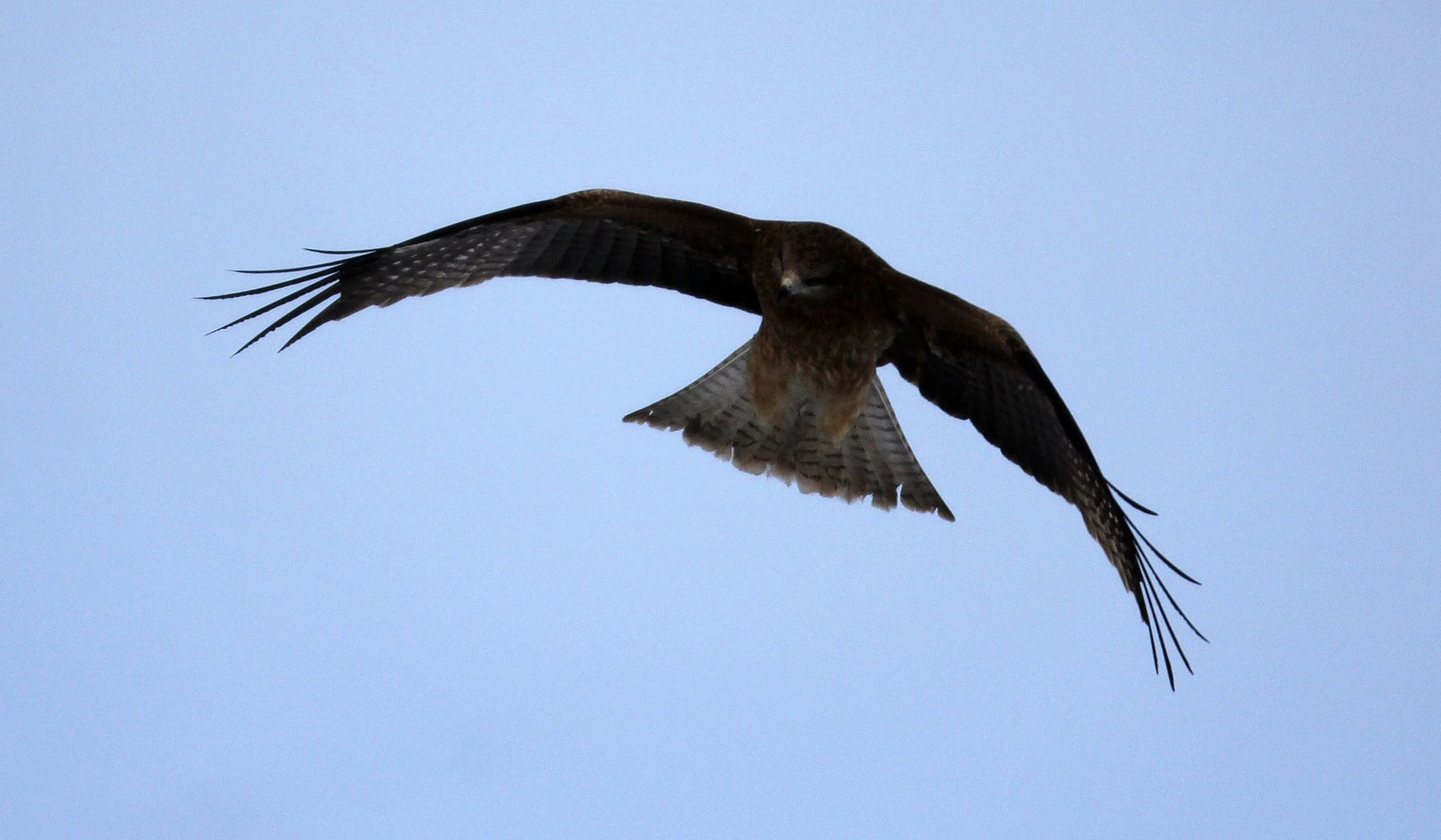 Milvus migrans lineatus - BLACK-EARED KITE - AKAN INTERNATIONAL CRANE CENTER - HOKKAIDO JAPAN (9).JPG