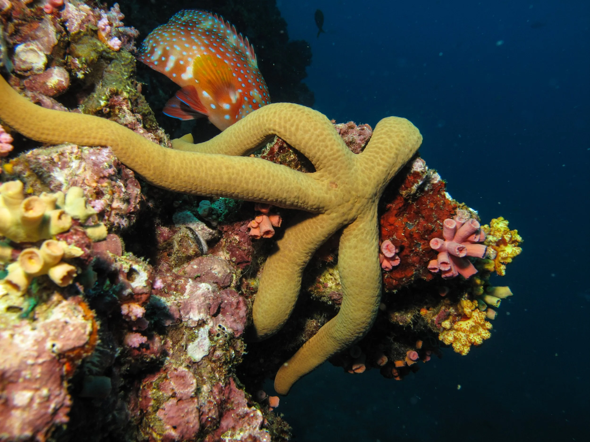 2013 Diving Koh Lanta (28).jpg