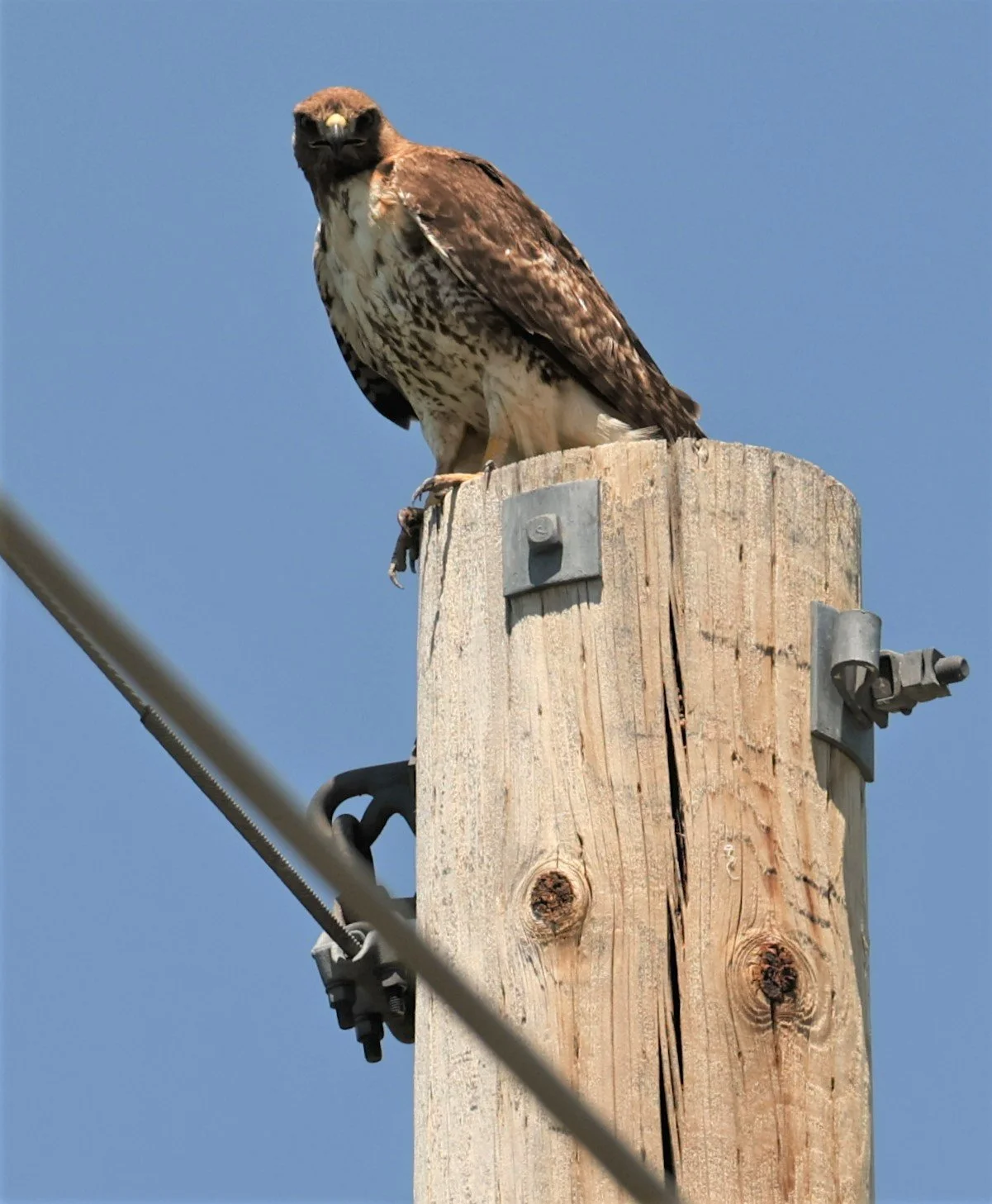 Buteo jamaicensis - RED-TAILED HAWK - SOUTH CENTRAL IDAHO MIDDLE OF NOWHERE (3).jpg