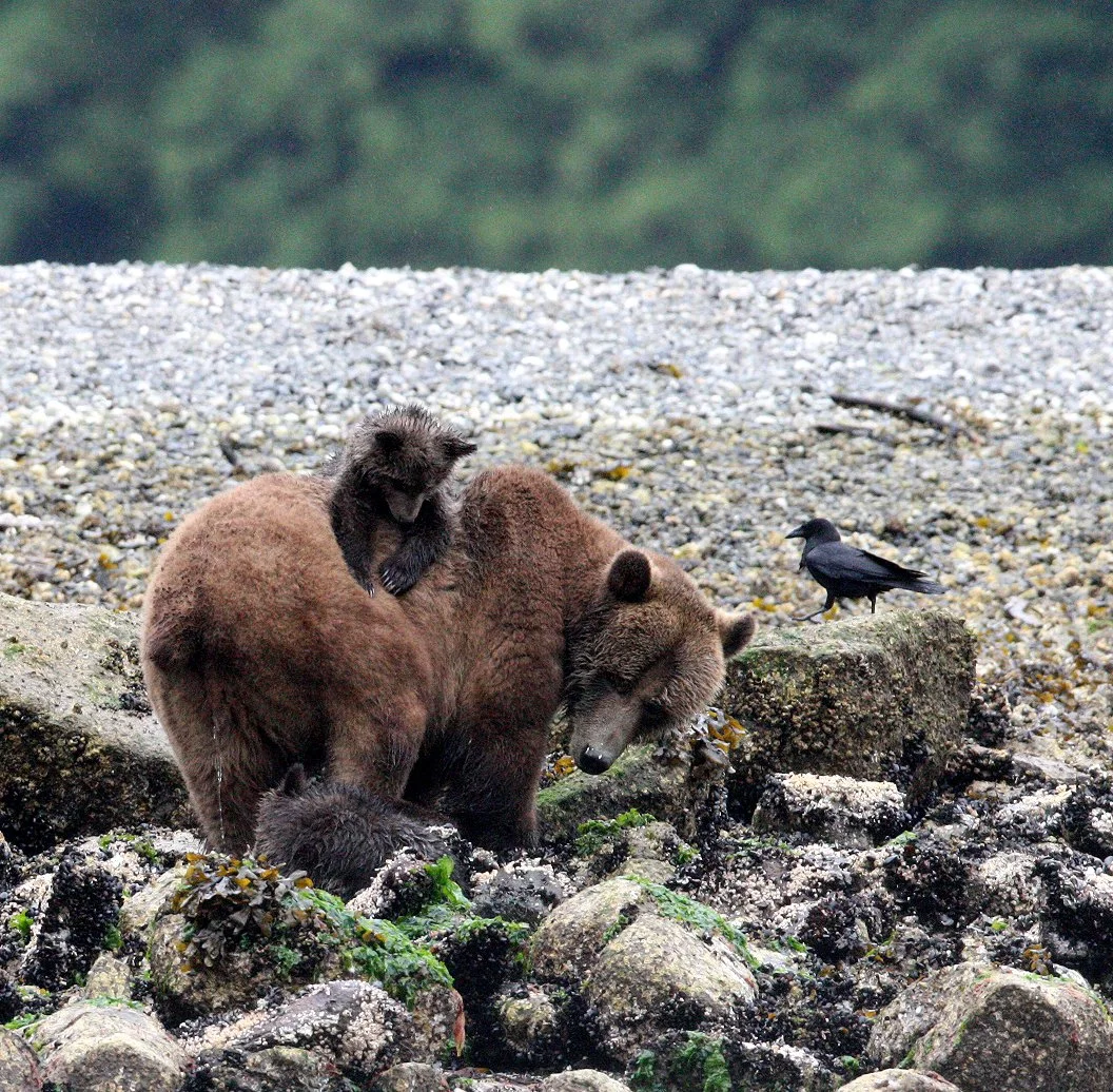 Ursus arctos stikeenensis - STICKEEN'S GRIZZLY BEAR - MOM AND HER FIRST YEAR CUBS - KNIGHT'S INLET BRITISH COLUMBIA (324).JPG
