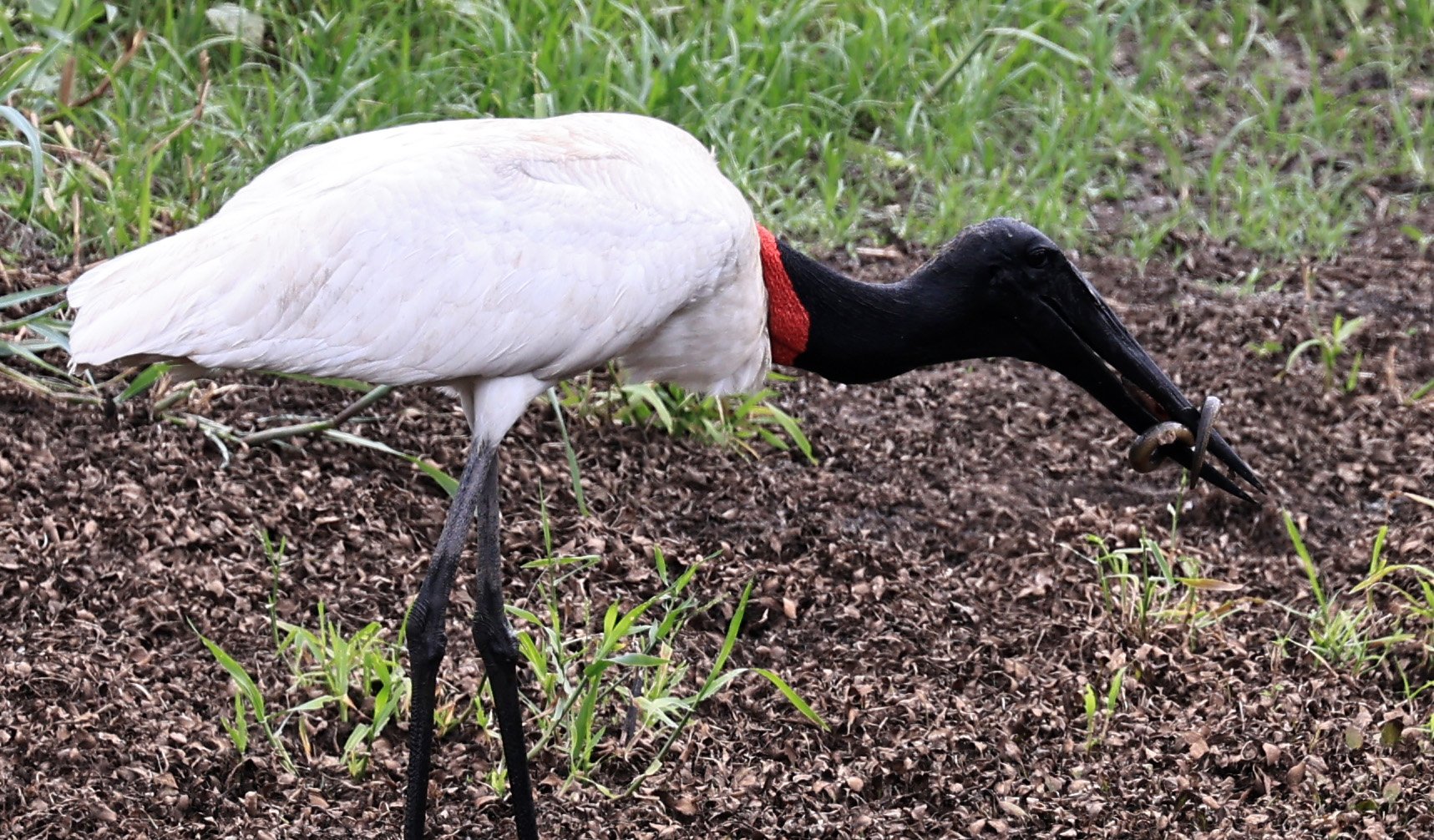 Jabiru (Jabiru mycteria) Agua Dulce Paraguay (25).jpg