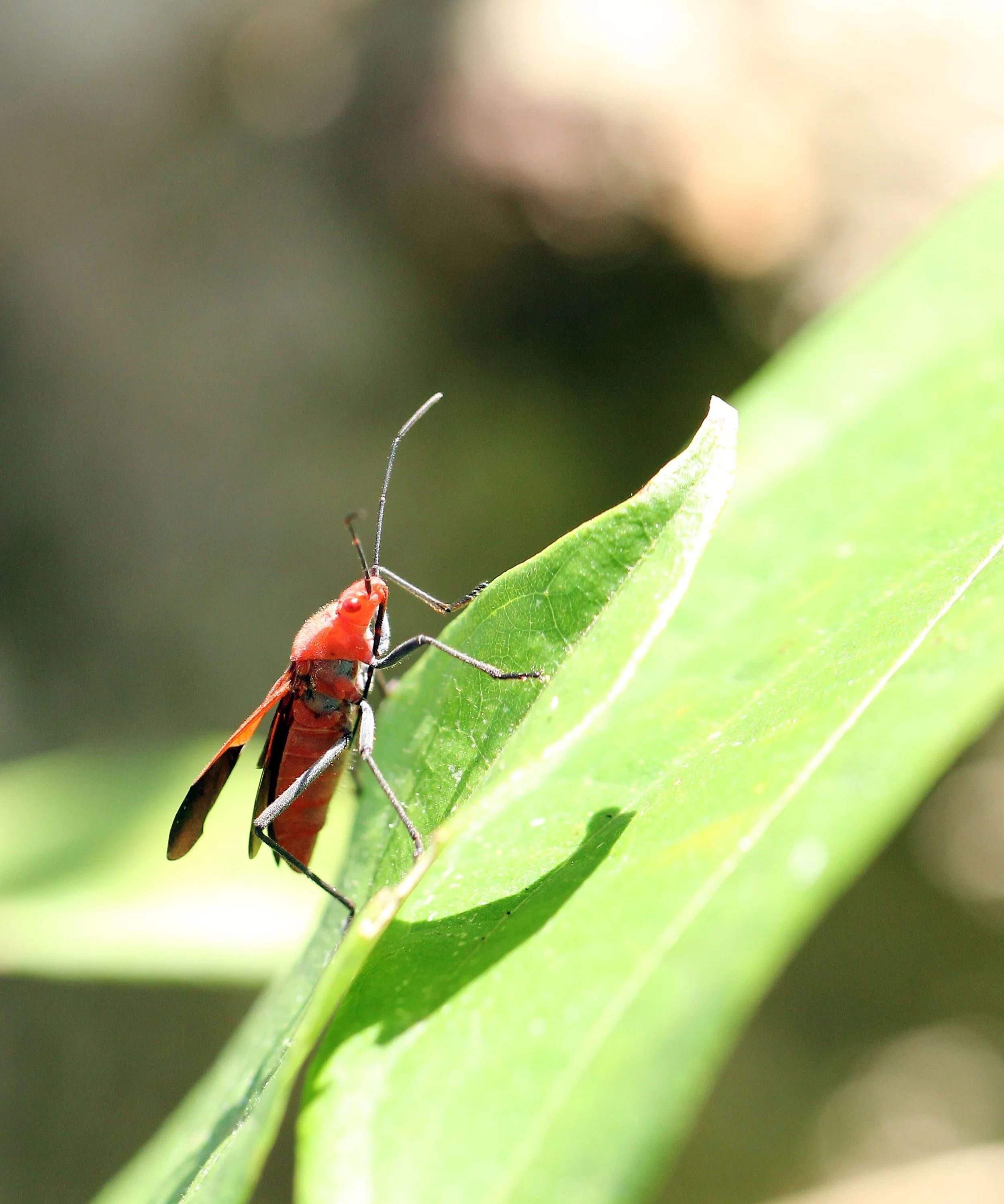Hemiptera Species 1 - Koh Lanta Thailand (6).JPG