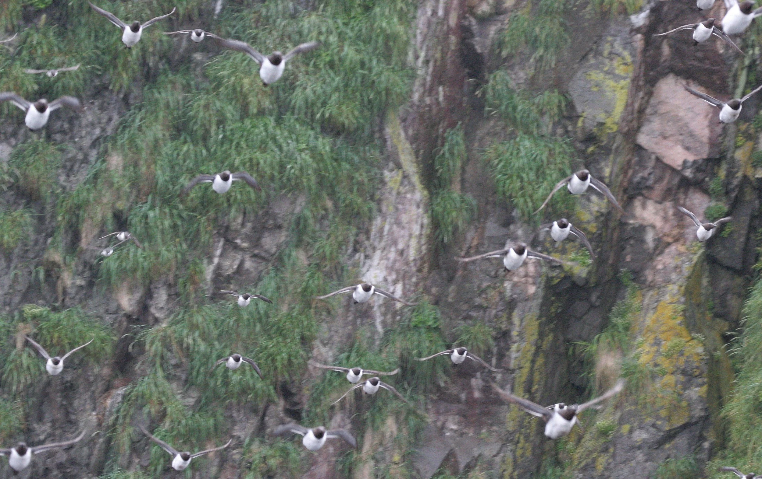 Uria lomvia eleonorae - THICK AND THIN-BILLED MURRES OFF KAMCHATKA COAST (8).jpg