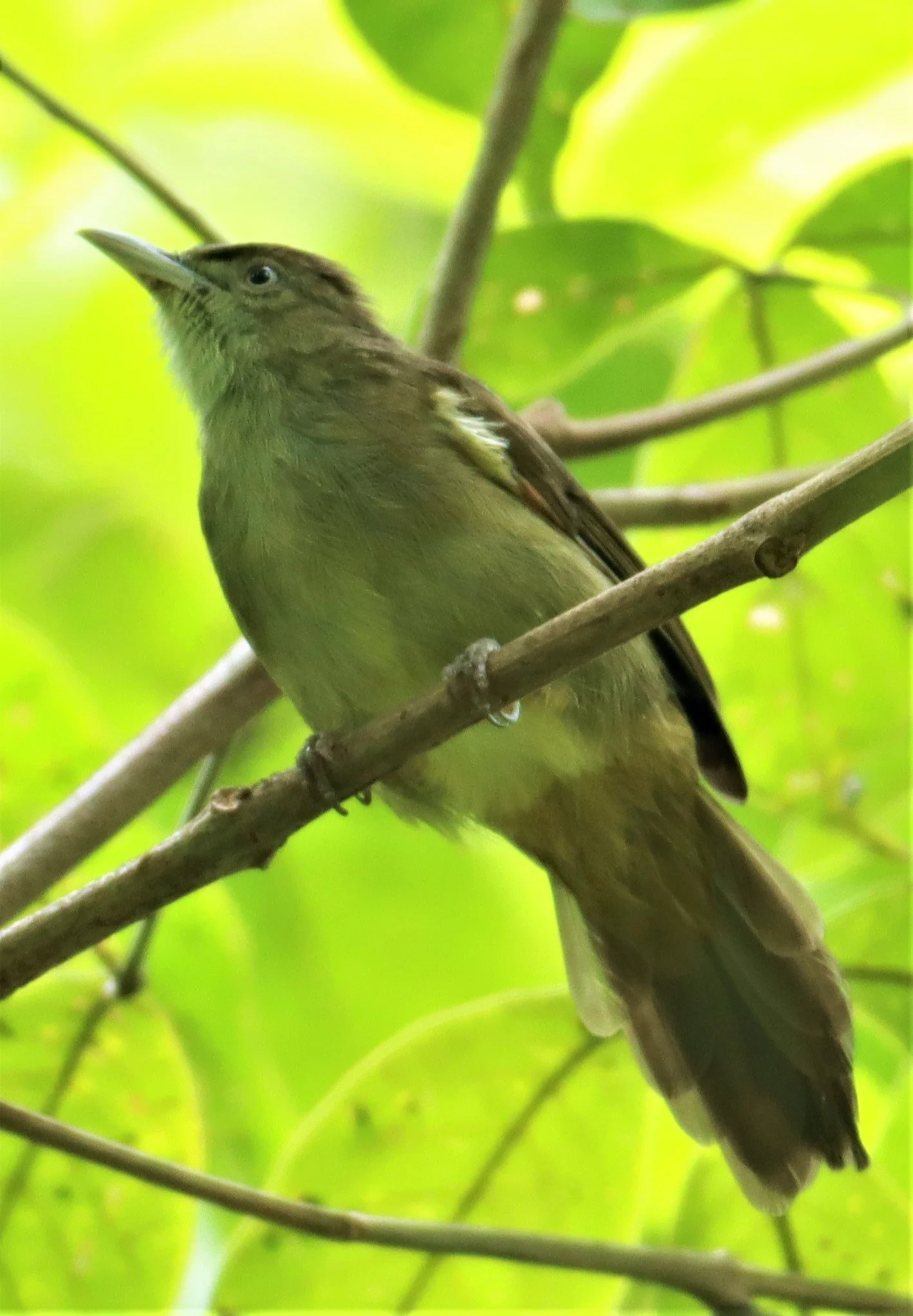 BULBUL - BUFF-VENTED BULBUL - Iole crypta - Sa Nang Manora Forest Park PHANG NGA PROVINCE (37).jpg