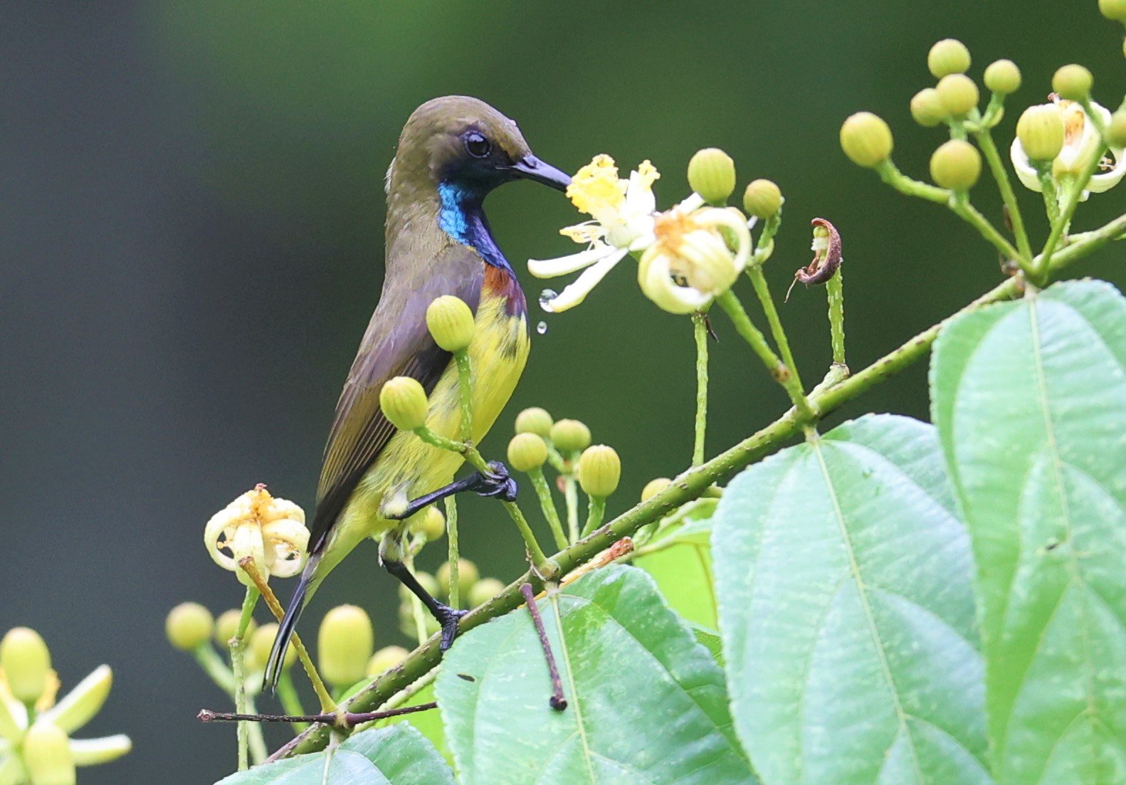 SUNBIRD - OLIVE-BACKED SUNBIRD - Nectarinia jugularis - KAENG KRACHAN NATIONAL PARK 16 OCT 2021 (7).jpg