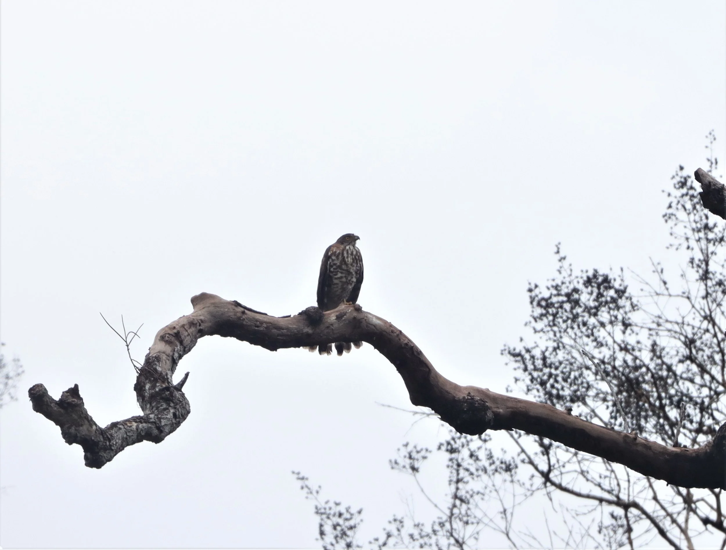 GOSHAWK - CRESTED GOSHAWK - Accipiter trivirgatus - KAENG KRACHAN NP (1).jpg
