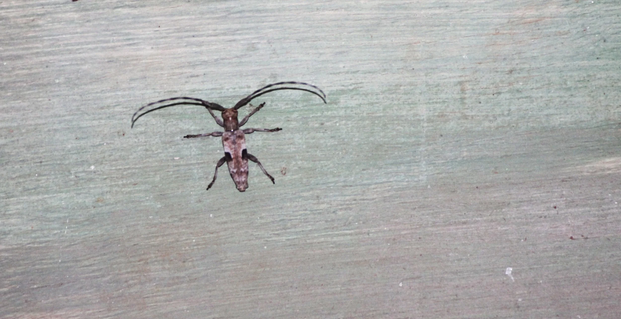 Lamiinae - Species 23 - Berenty Reserve, Madagascar (3).JPG