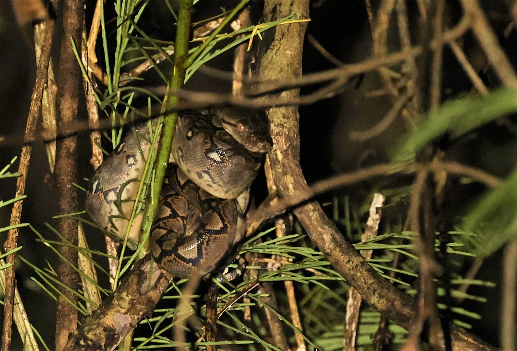 Malayopython reticulatus - Reticulated Python - Baan Maka Petchaburi Thailand Oct 2022 (3).jpg