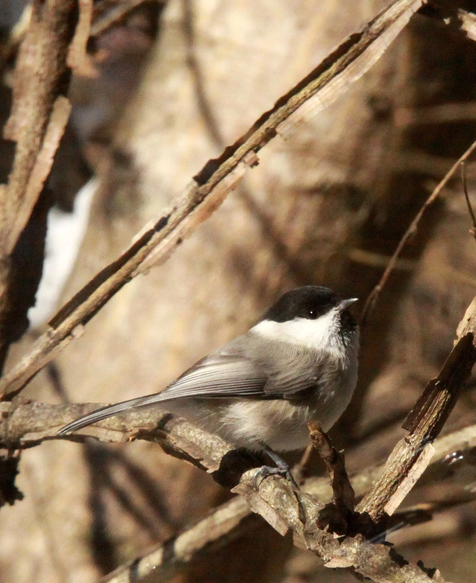 Willow Tit (Poecile montanus) Shiobutsu Onsen Karuizawa Japan (11).JPG