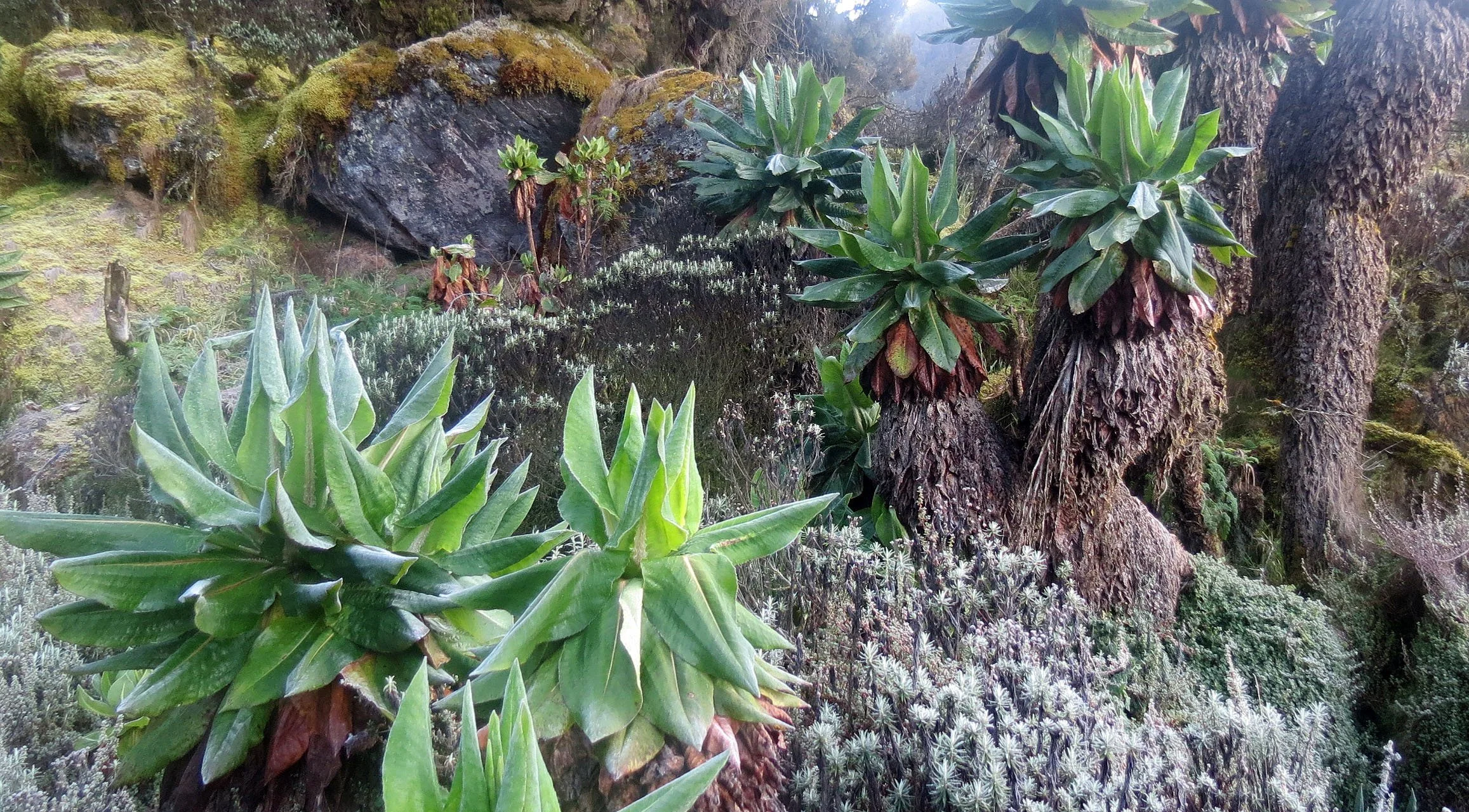 RWENZORI NATIONAL PARK UGANDA (209).JPG