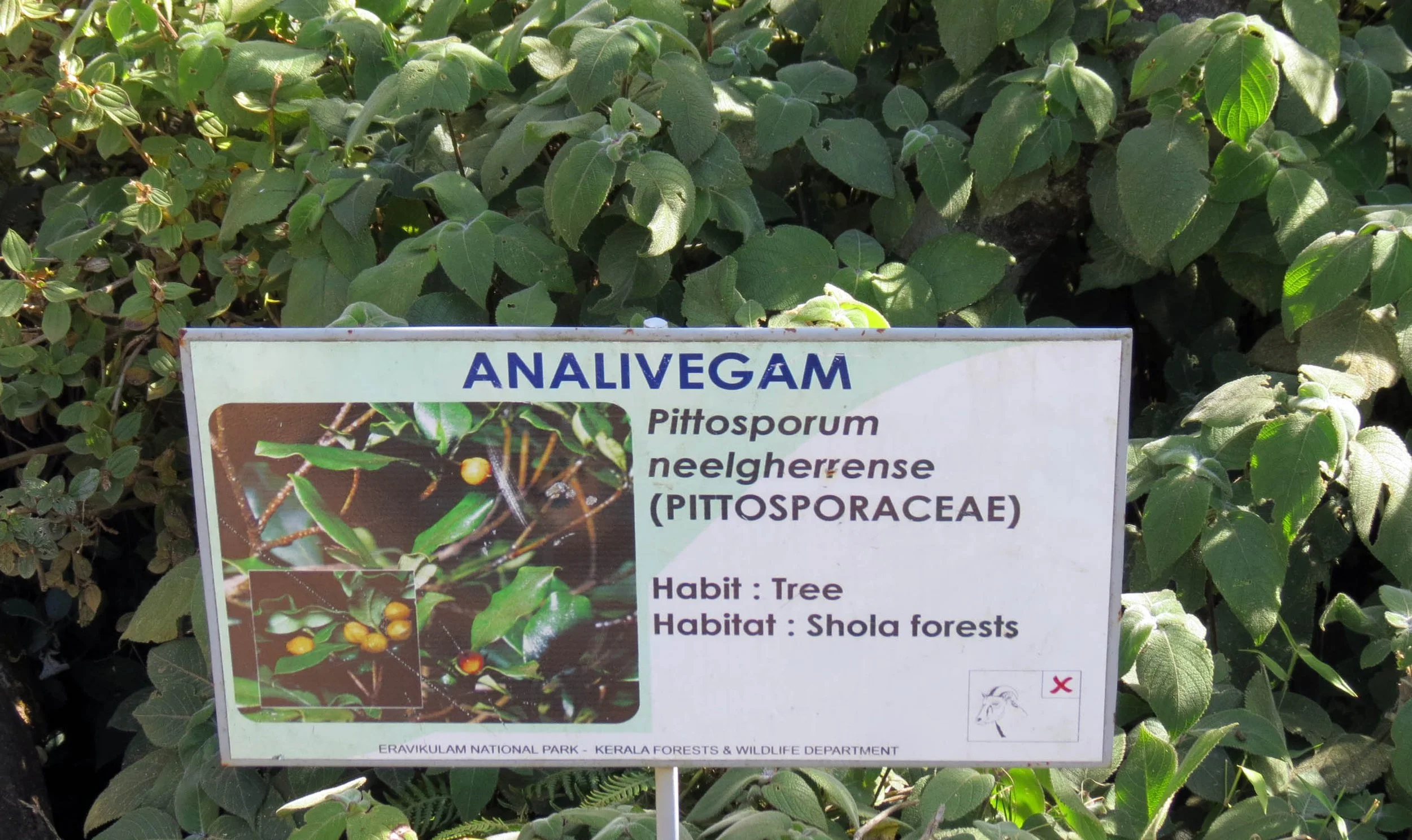 ERAVIKULUM NATIONAL PARK INDIA (22).JPG