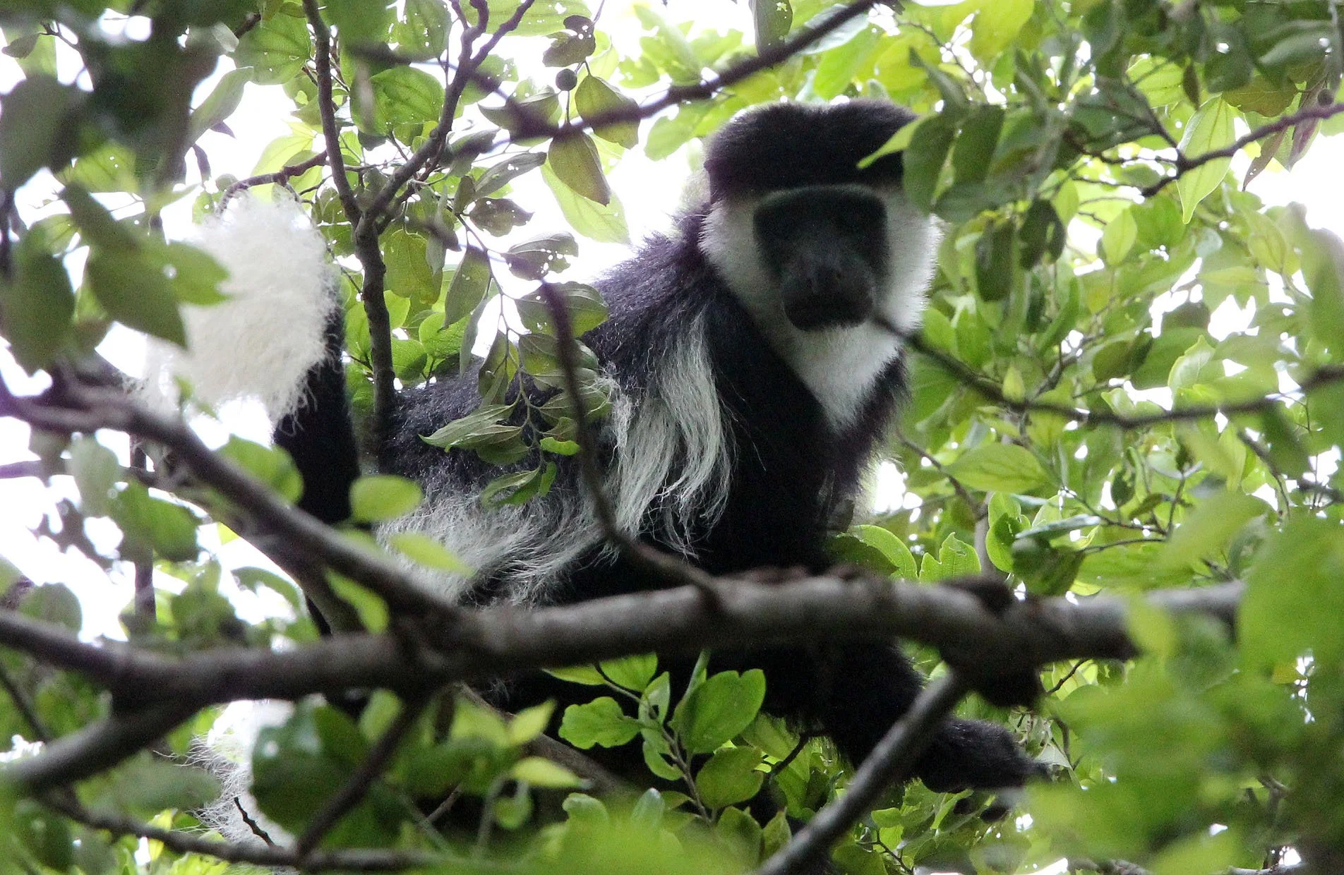 CERCOPITHECIDAE - Colobus guereza guereza - OMO RIVER GUEREZA - AWASH NATIONAL PARK ETHIOPIA (17).JPG