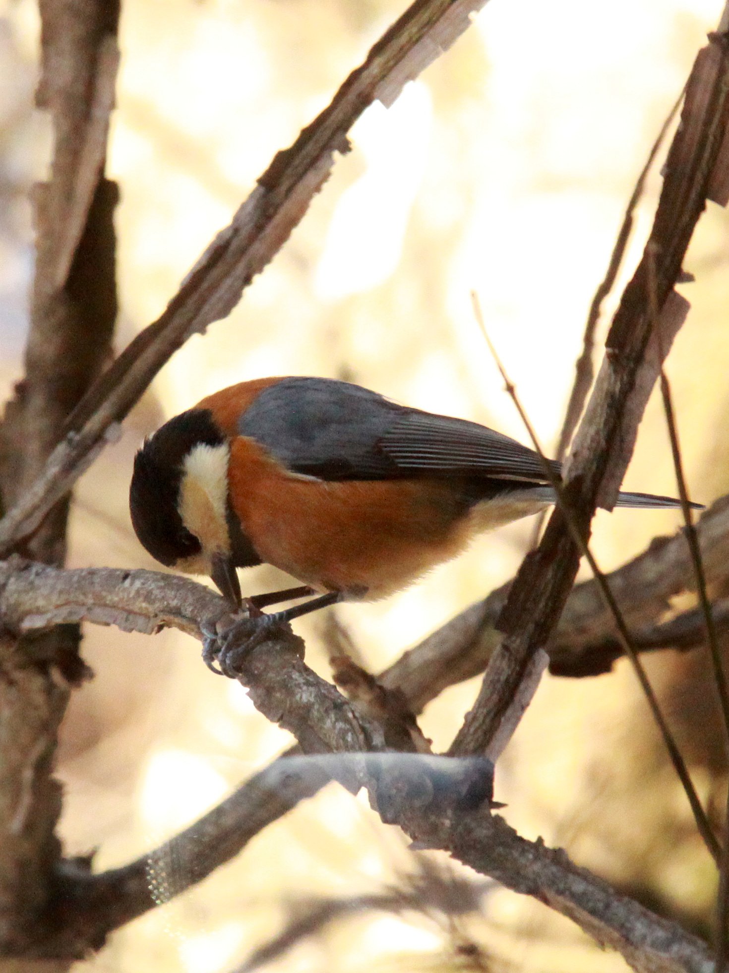 Varied Tit (Sittiparus varia) Shiobutsu Onsen, Karuizawa Japan (4).JPG