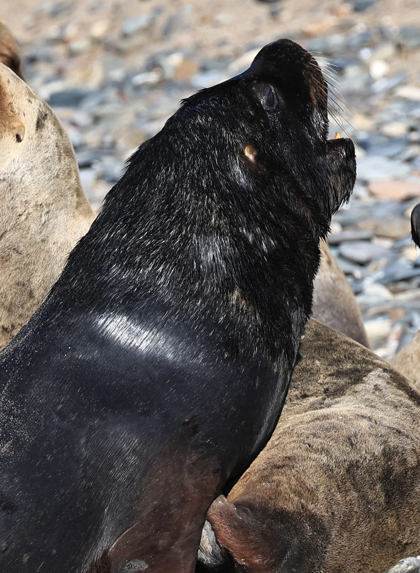 South American Sea Lion (Otaria flavescens) Puerto Rawson Argentina (21).jpg