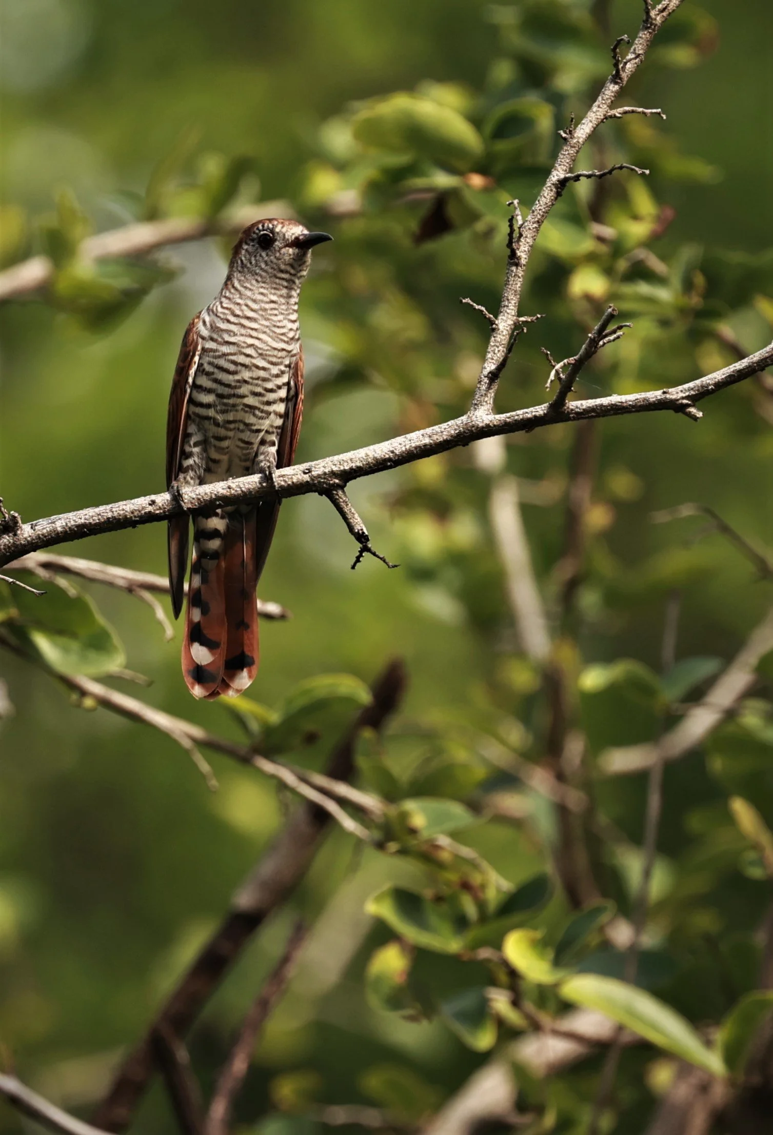 Violet Cuckoo (Chrysococcyx xanthorhynchus) Rama IX Park Bangkok (65).jpg