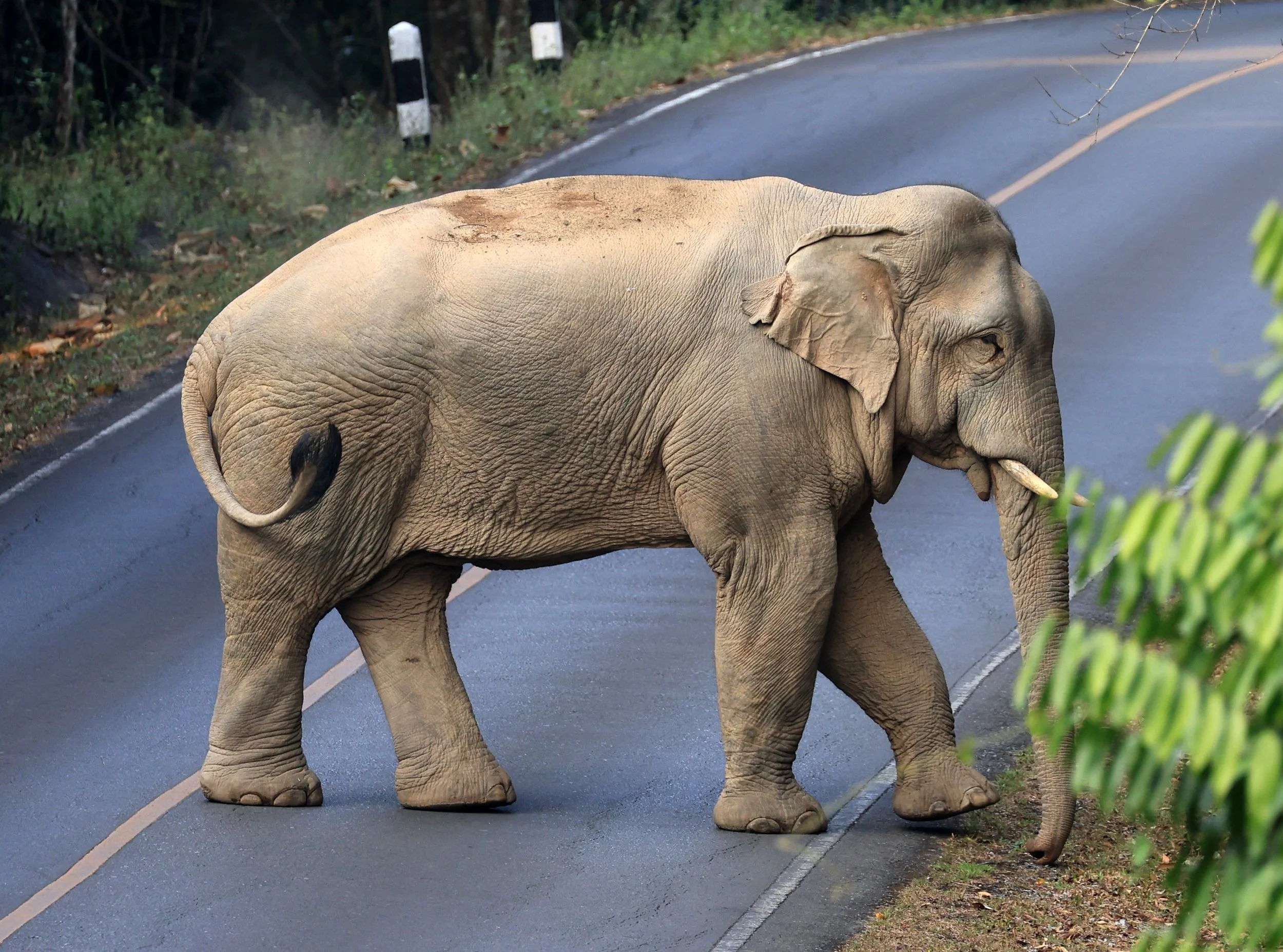 Asian Elephant (Elephas maximus) Khao Yai National Park, Thailand (95).jpg