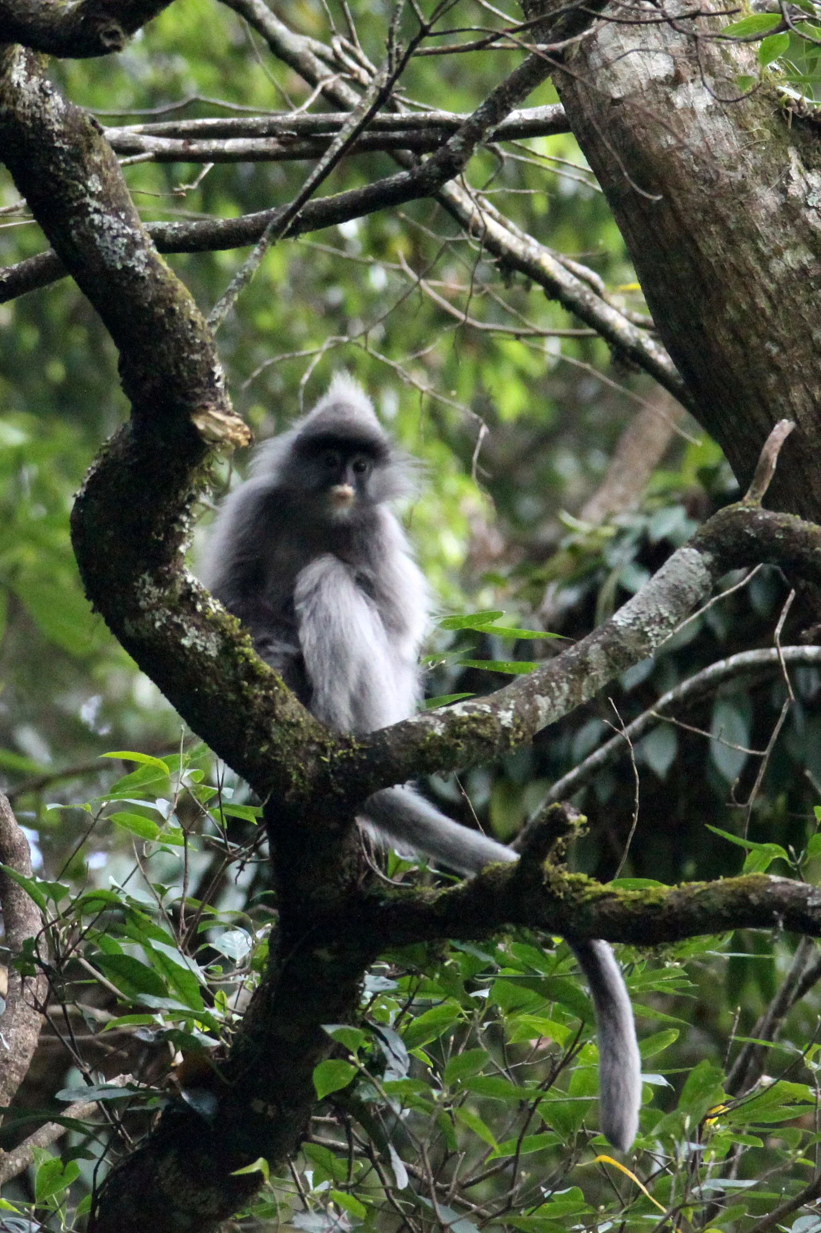 CERCOPITHECIDAE - Trachypithecus crepusculus - INDOCHINESE GRAY LANGUR - WULIANGSHAN NATURE RESERVE YUNNAN CHINA (118).JPG