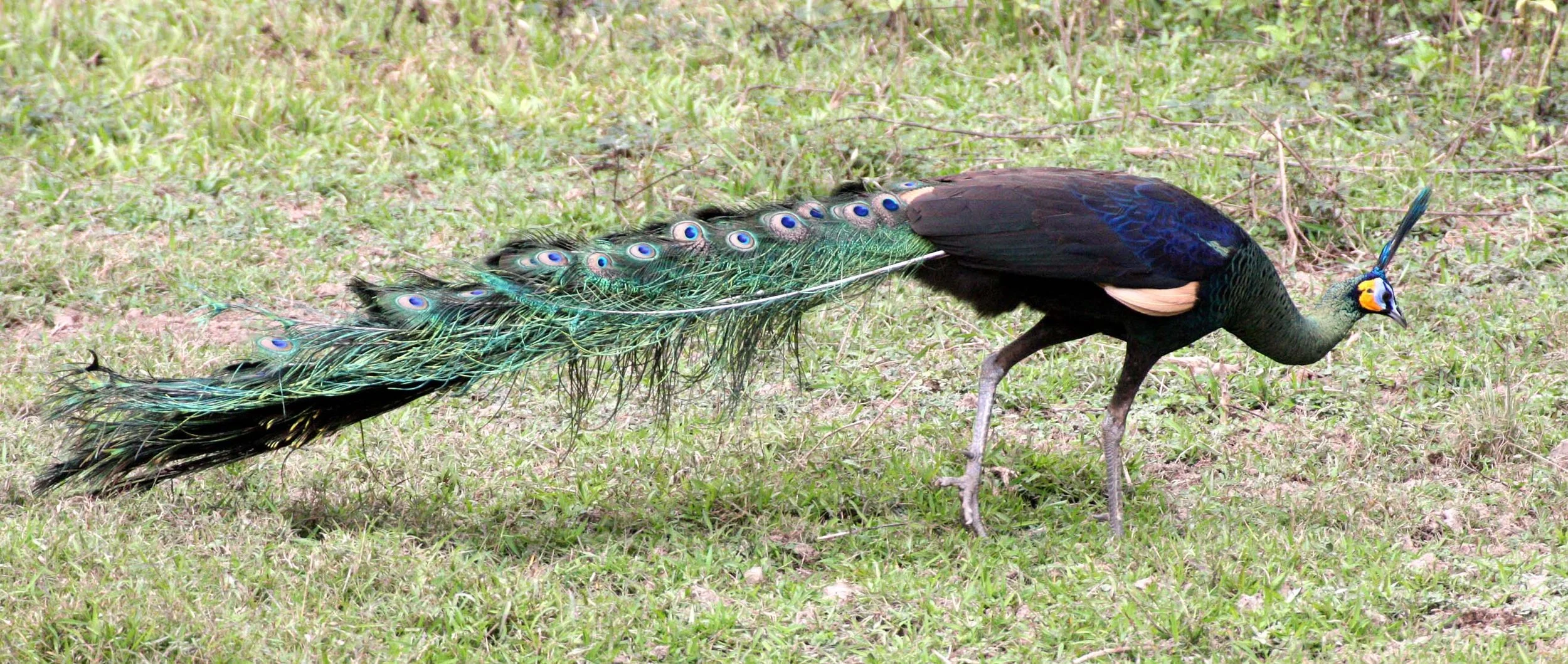 PHEASANT - GREEN PEAFOWL - Pavo muticus - WAT UMON WILDLIFE AREA - CHIANG MAI (7).JPG