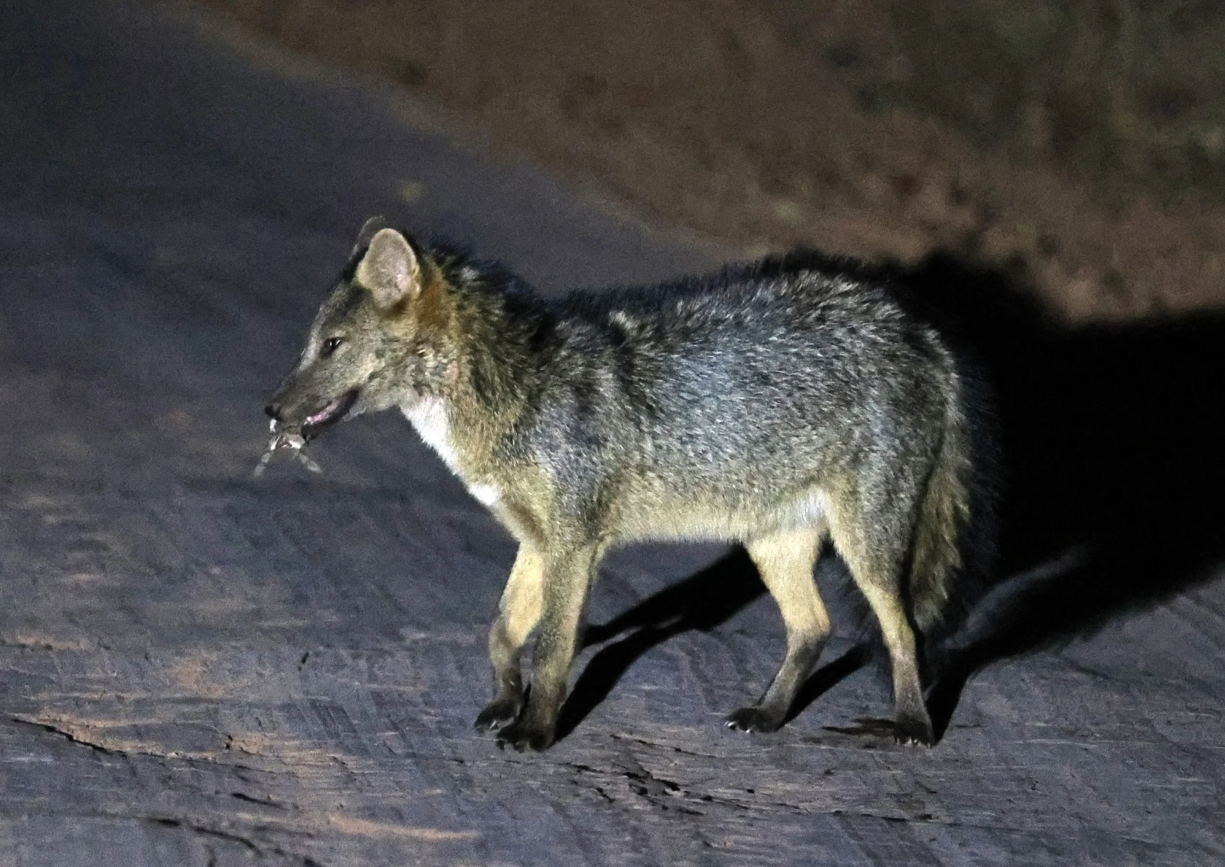Crab-eating Fox (Cerdocyon thous) Agua Dulce Paraguay (32).jpg