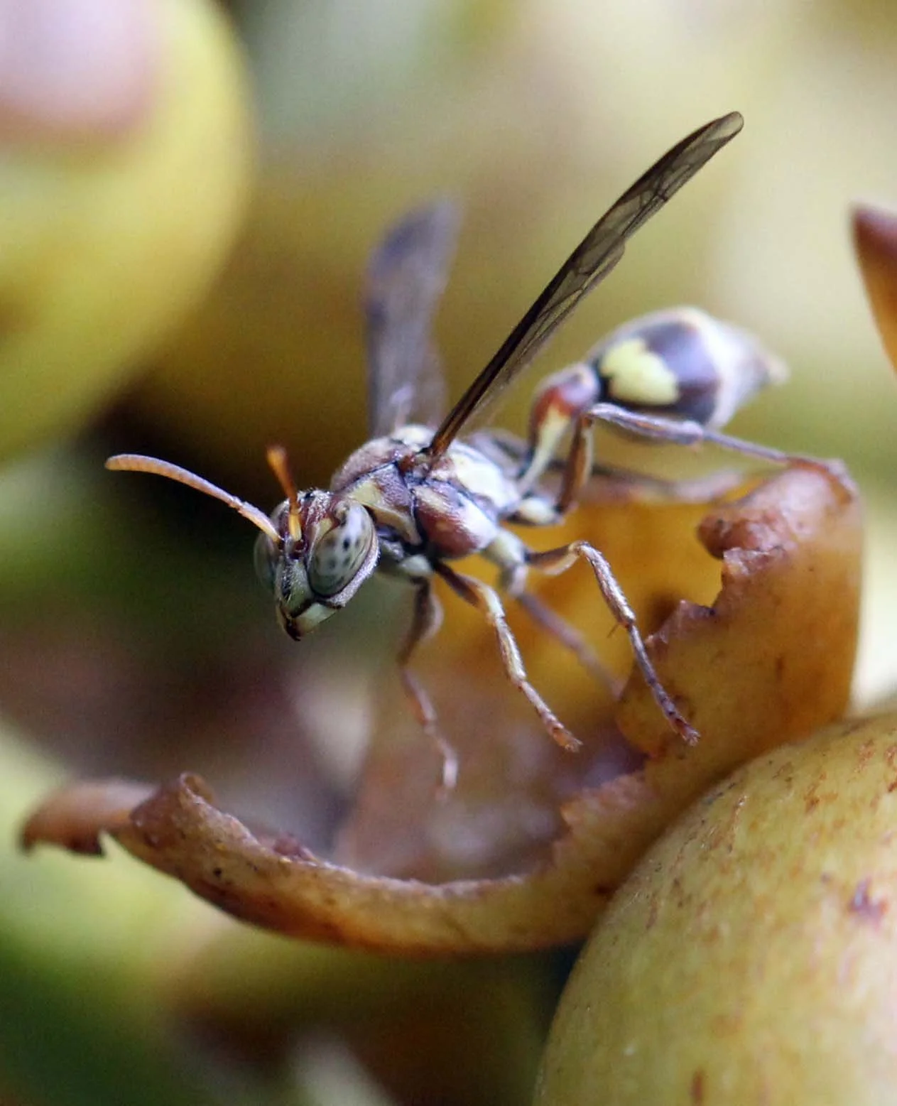 Sphecidae - NAKHON & KRABI-LANTA - OCTOBER BREAK 2013 (3).JPG