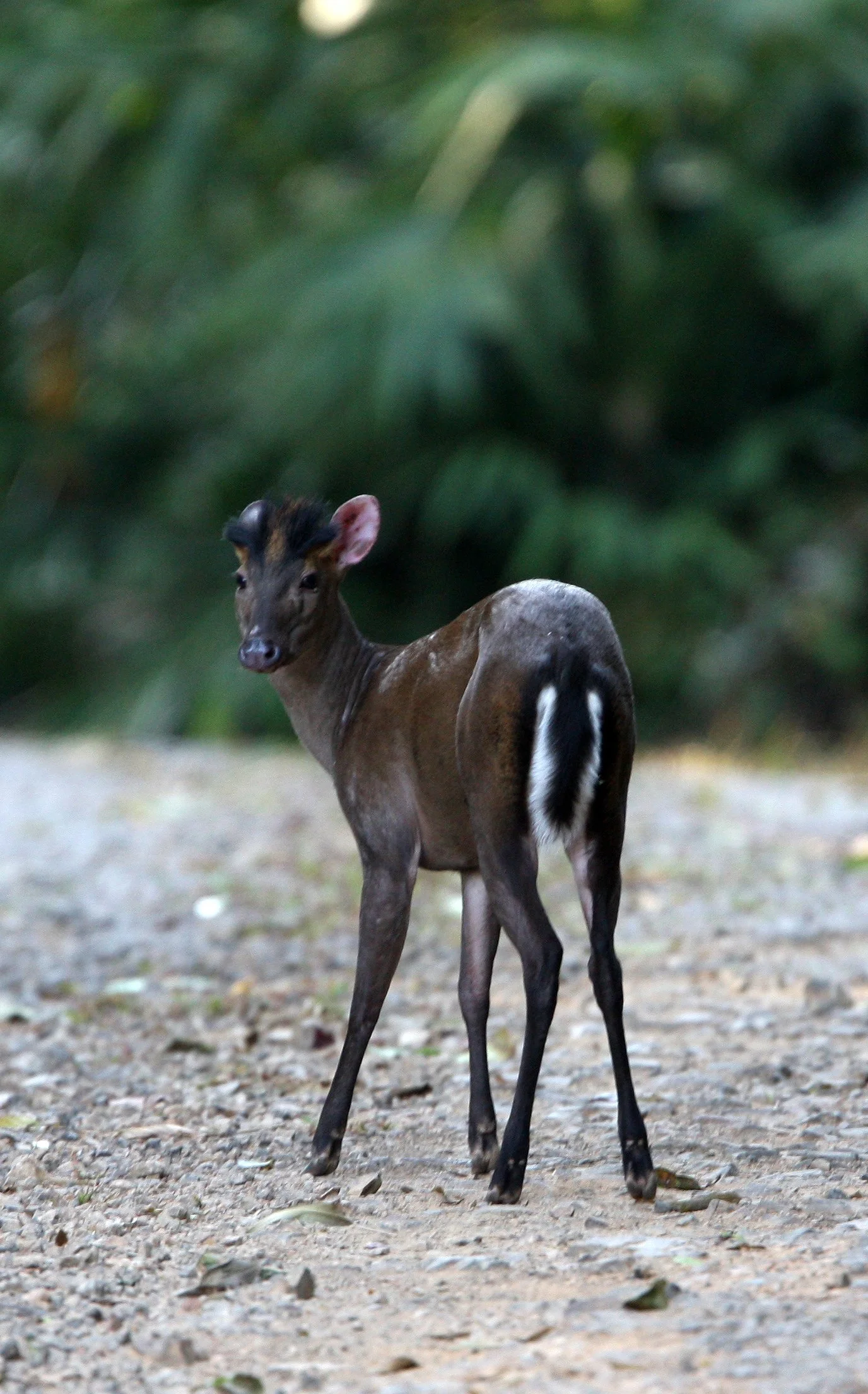 Muntiacus feae - FEA'S MUNTJAC - KAENG KRACHAN NP THAILAND (14).JPG